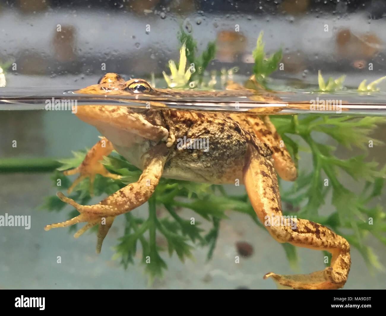 Mountain yellow-legged Frog am Oakland Zoo 1. Stockfoto