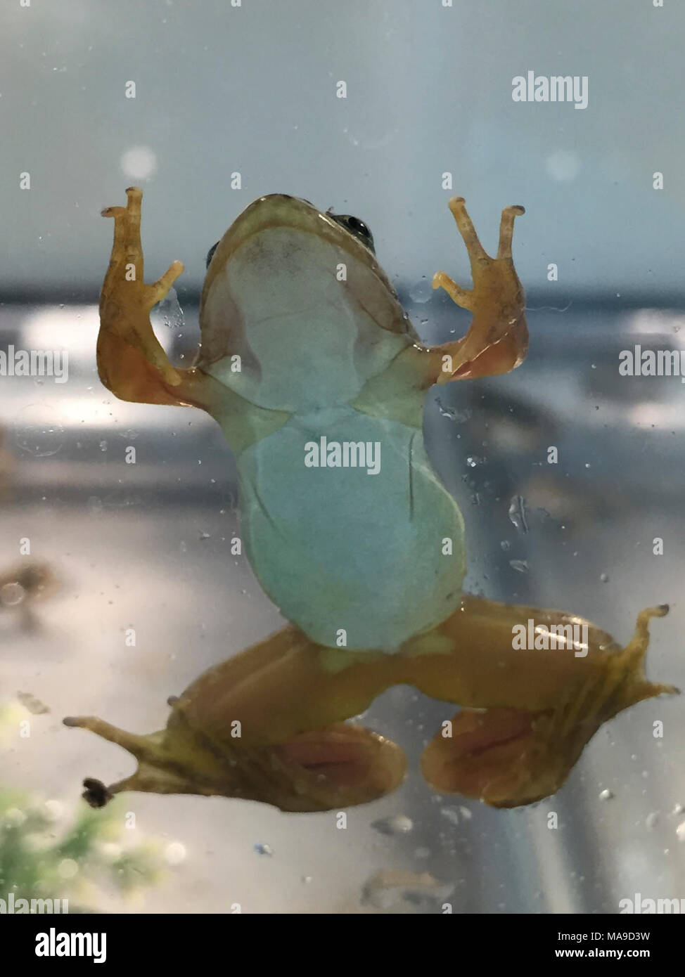 Mountain yellow-legged Frog am Oakland Zoo 2. Stockfoto