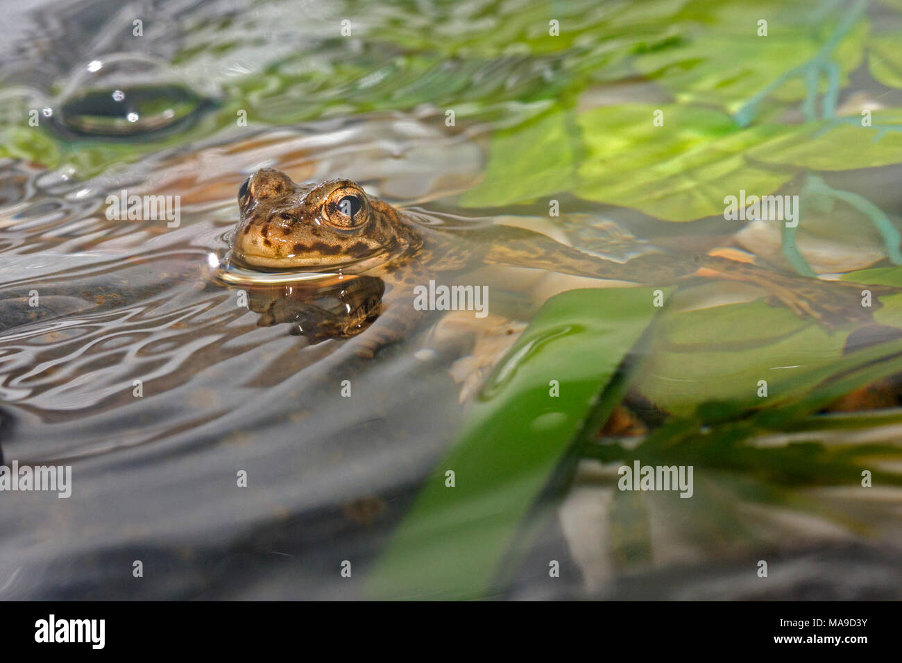 Mountain yellow-legged Frog im San Francisco Zoo 1. Stockfoto
