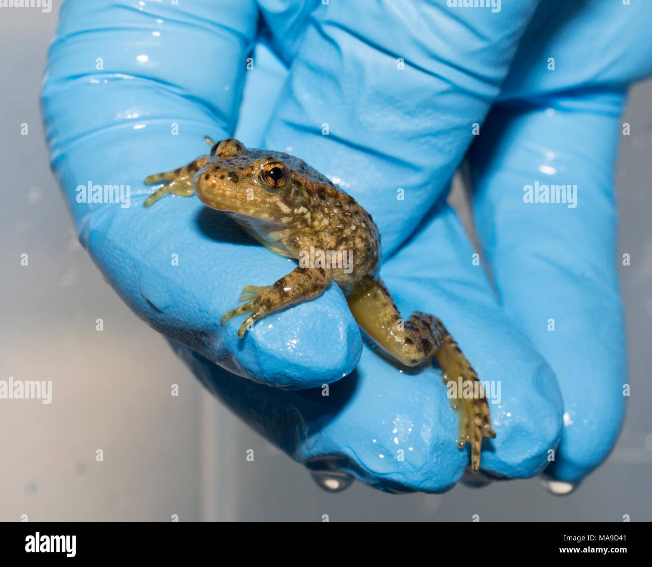 Mountain yellow-legged Frog im San Francisco Zoo 2. Stockfoto