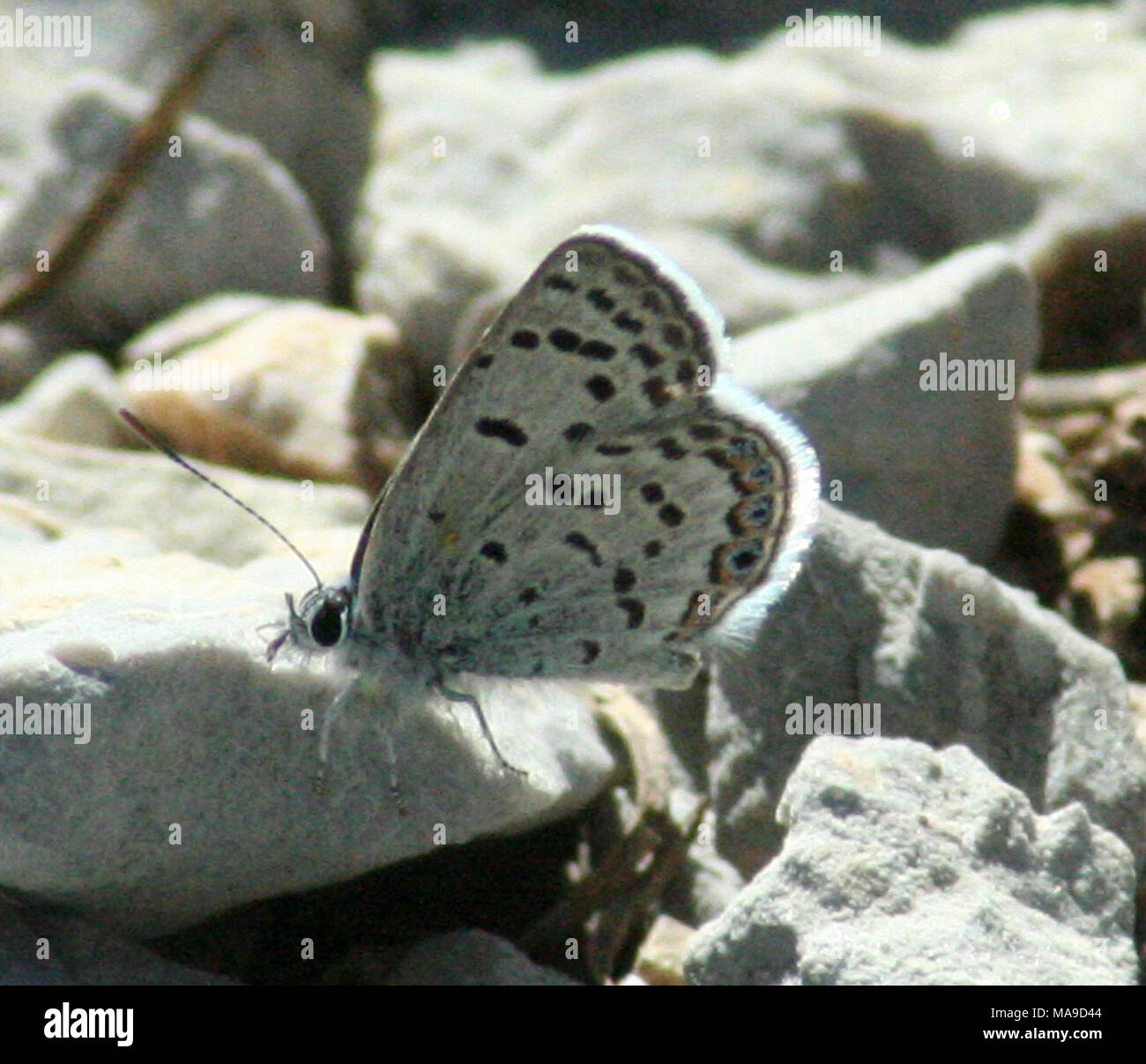 Mt Charleston Blauer Schmetterling auf Fels. Die Mt. Charleston blauer Schmetterling ist ein markanter Unterarten der weiterreichende Shasta blauer Schmetterling (Plebejus Shasta), einem Mitglied des Lycaenidae Familie. Die Spannweite des Mt. Charleston blauer Schmetterling reicht von ¾ bis 1 Zoll. Die obere Seite der Männchen ist dunkel zu Stumpf skillernden blauen und Weibchen ist braun mit einem blauen Overlay. Ihre Unterseite ist grau, mit einem Muster von schwarzen Flecken, braune Flecken und blassen Flügel Venen, die es ein fleckiges Erscheinungsbild geben. Die Mt. Charleston blauer Schmetterling tritt nur in großen Höhen (6.600 - 8.600 Fuß Stockfoto