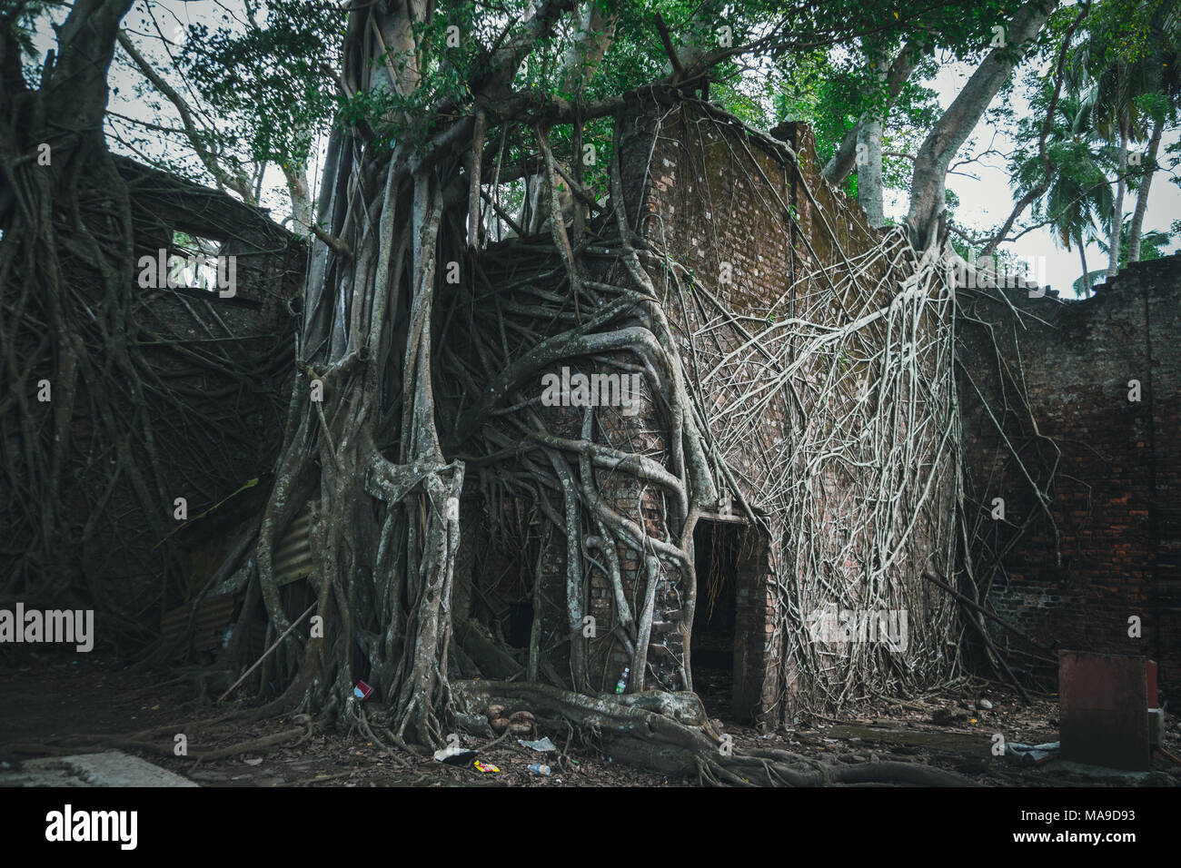 Die Ruinen der Gebäude in den Wurzeln der Bäume auf der Ross Insel. Natur zerstört die Spuren menschlicher Zivilisation. Baum Pferde absorbieren abgebrochen Stockfoto