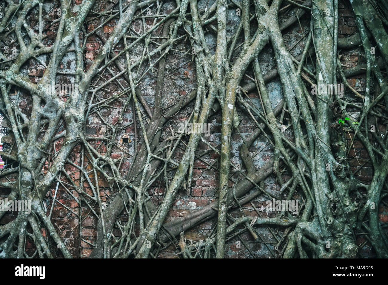 Alte Mauer. Natur zerstört die Spuren menschlicher Zivilisation. Baum Pferde absorbieren Häuser in den tiefen Dschungel verlassen Stockfoto