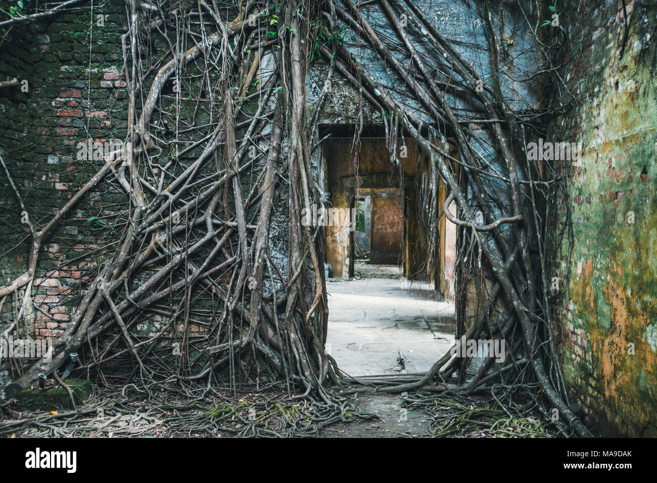 Dunkle Eingang Ruinen überwachsen mit den Wurzeln der Würgefeige Bäume. Verlassene Ruinen im Dschungel Stockfoto