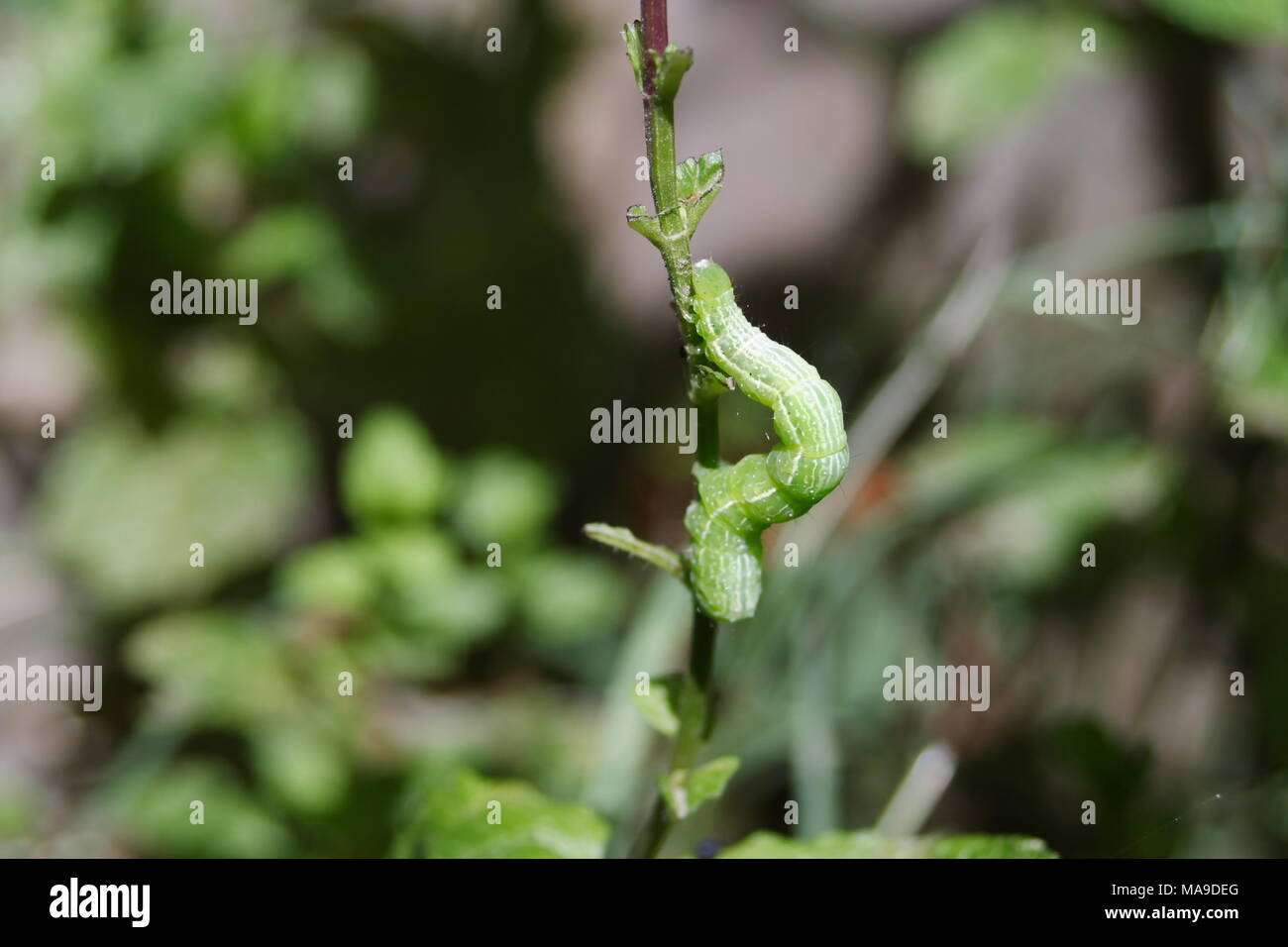 Kohl weißer Schmetterling Raupe Stockfoto