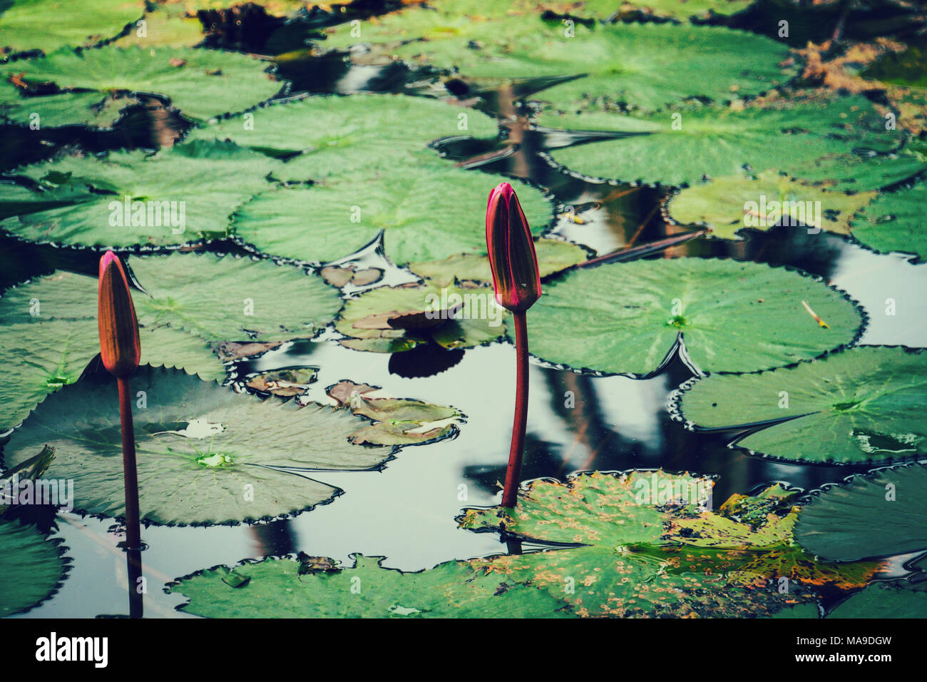 Seerose weißen und gelben Blumen und grünen Blättern Hintergrund Stockfoto