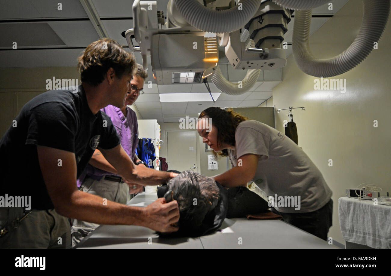 Vorbereitung einer Condor für einen X-Ray. : Ein Zoo Condor Programmkoordinator, Mike Clark und L.A. Zoo Keeper Chandra David bereiten einen Kondor für eine X-Ray. Stockfoto