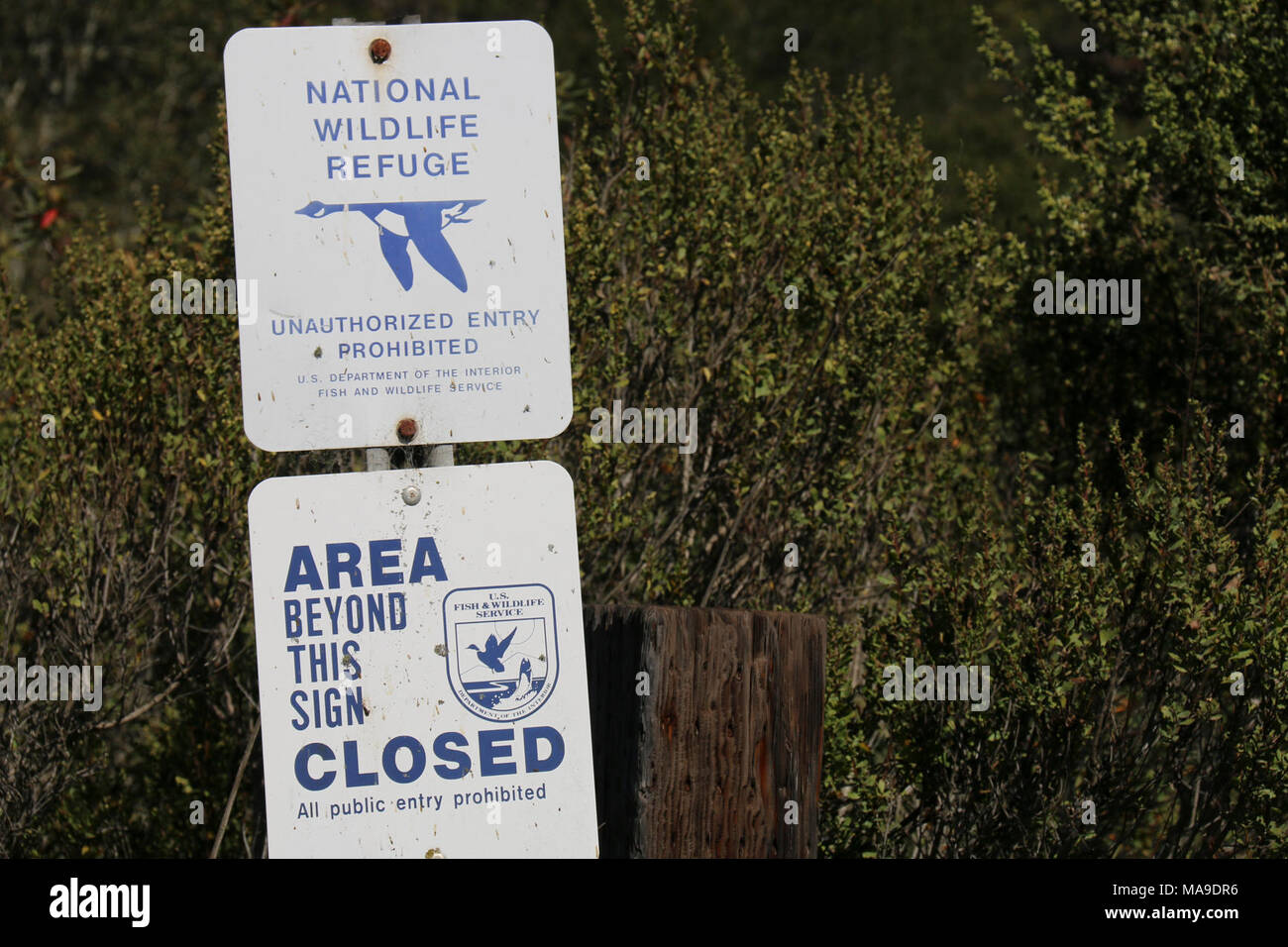 Für bedrohte und gefährdete Arten. Ellicott Slough National Wildlife Refuge wurde 1975 gegründet, um die gefährdeten Santa Cruz long-toed Salamander zu schützen und unterstützt zwei der 24 bekannten Zucht salamander Bevölkerungen. Obwohl viele Schutzhütten für die Öffentlichkeit zugänglich sind, aufgrund der Empfindlichkeit dieser Lebensraum, Ellicott Slough NWR ist nicht öffentlich zugänglich. Stockfoto