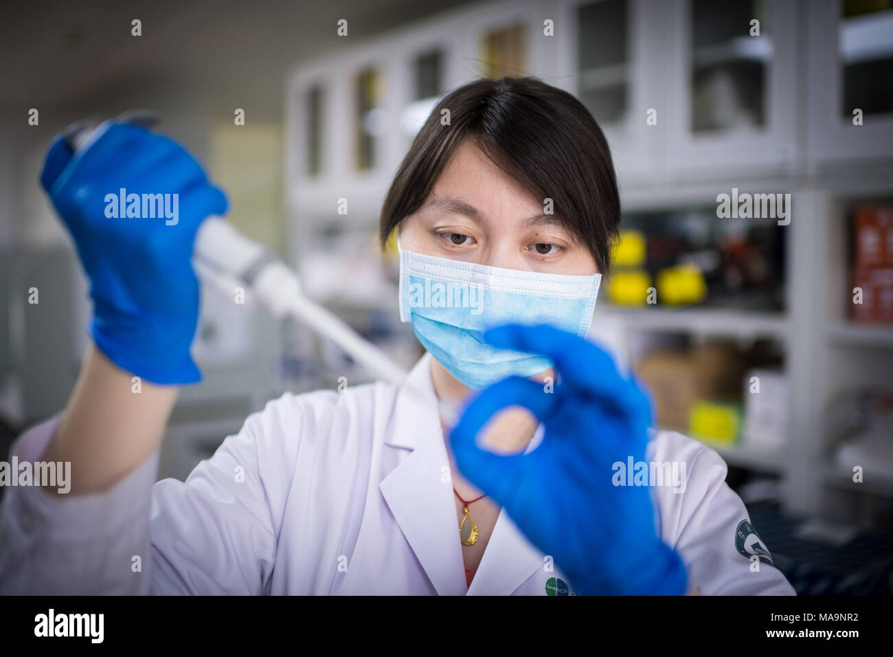 (180331) - Guangzhou, 31. März 2018 (Xinhua) - In diesem Foto übergeben, die von der Chinesischen Akademie der Wissenschaften, ein Forscher auf dem Schwein Modelle für Huntington Krankheit dauert eine DNA Probe in Jinan Universität in Guangzhou, Provinz Guangdong im Süden Chinas, 28. März 2018. Ein chinesisches Team von Wissenschaftlern hat ein Schwein Modell von Huntington's Disease (HD) der neurodegenerativen Krankheit mittels Gentechnik. In einer Studie, die in der Zelle'' Veröffentlicht am Donnerstag, den Forscher davon ausgegangen, dass die Schweine eine praktische Weise sein könnte Behandlungen für HD, die von einem Gen verursacht wird, zu testen Stockfoto