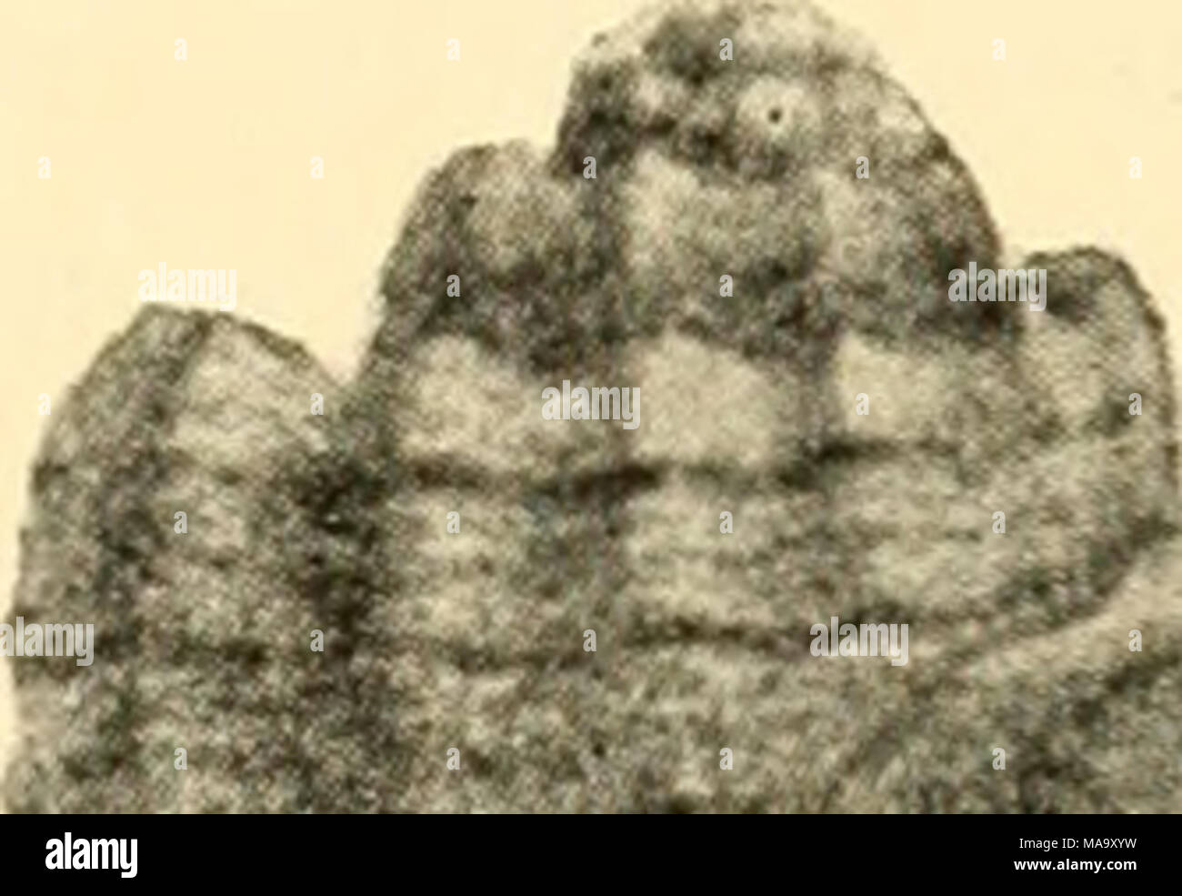. Ökologische tierische Geographie; ein autorisierter, umgeschrieben Edition basierend auf Tiergeographie in ockologischer Grundlage. * J Stockfoto