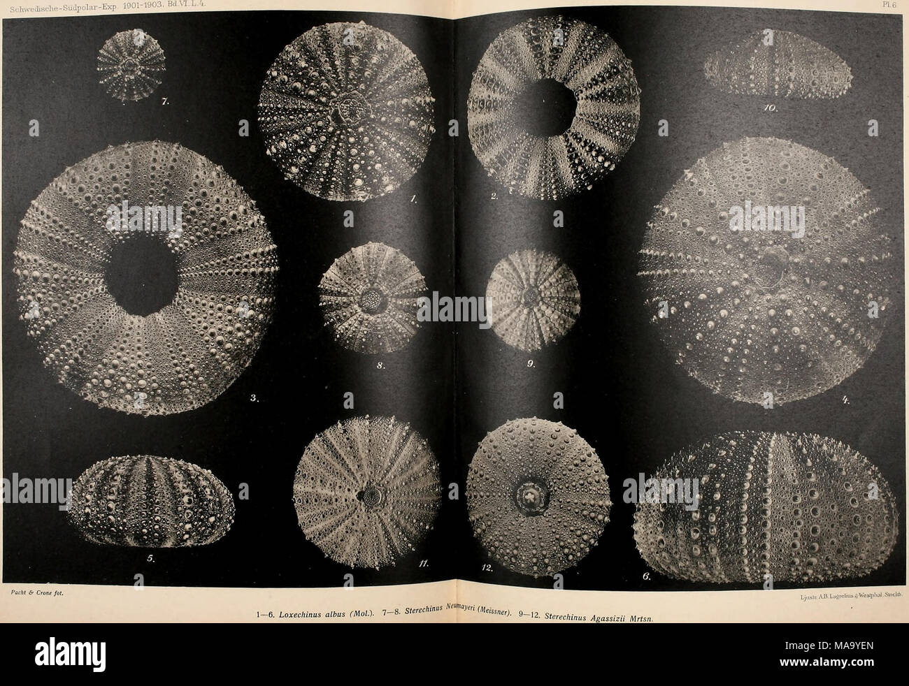 . Echinoidea der Schwedischen South Polar Expedition. Stockfoto
