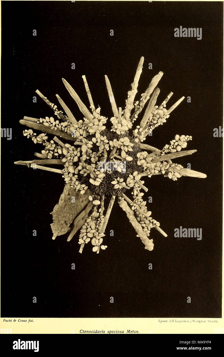 . Echinoidea der Schwedischen South Polar Expedition. Stockfoto