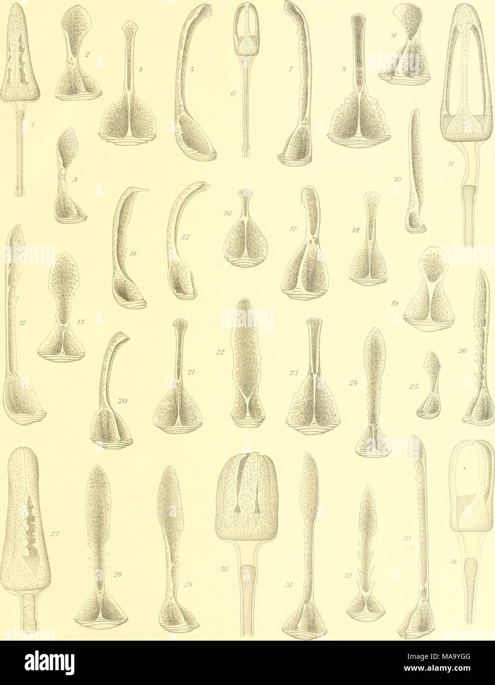 . Echinoidea. Britisopsis lijiilhiti (Foi 'b. l, capensis n. ixir:,., riflan/ica n..sf&gt;.. elorifjnUi n..Vri. Stockfoto