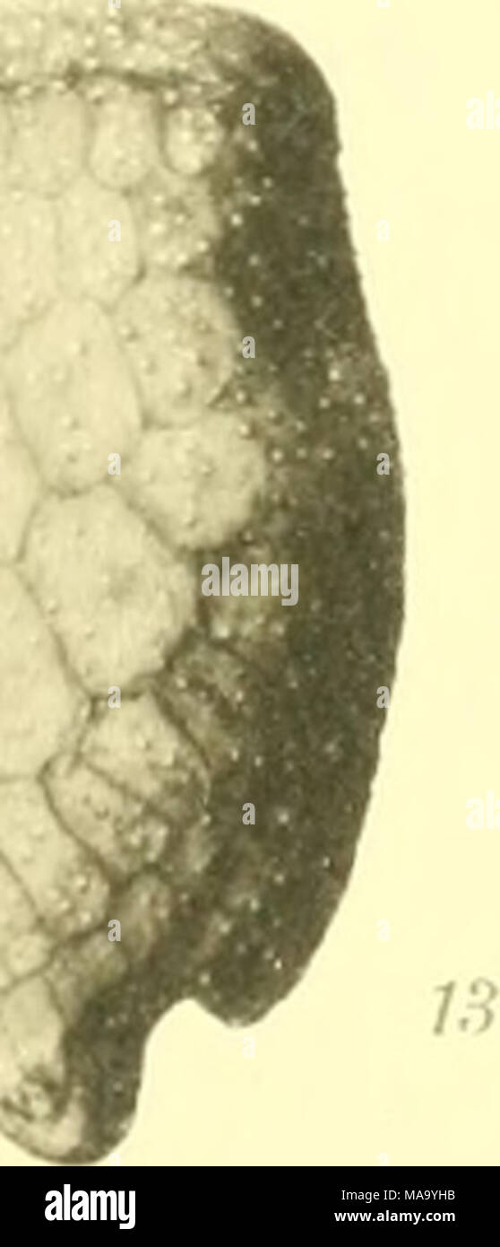 . Echinoidea. HHj ^m1^9 Wfmm | Bfe^H^^^^^9 U' -^- mÃ ¥ BHH^^^^v^^M^^SsRR^^^^^^^c^^K^Bfif''''''*^ Ã ¥ ^^H^nk^^ SS ^H IHf ' * '^'^L^i^^H^^ flH Wk "^^M 1;'-Wl^^^^^H^B'"&lt;^i^^^ S^^^H^^^^ Hii. "^^^^^^^^^ K M H Stockfoto