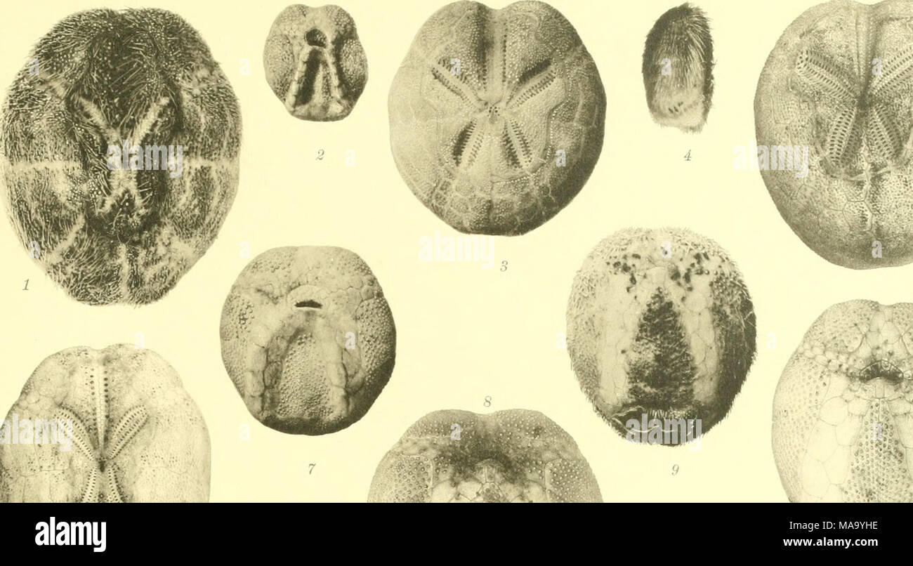 . Echinoidea. Wm10 f^^/ Stockfoto