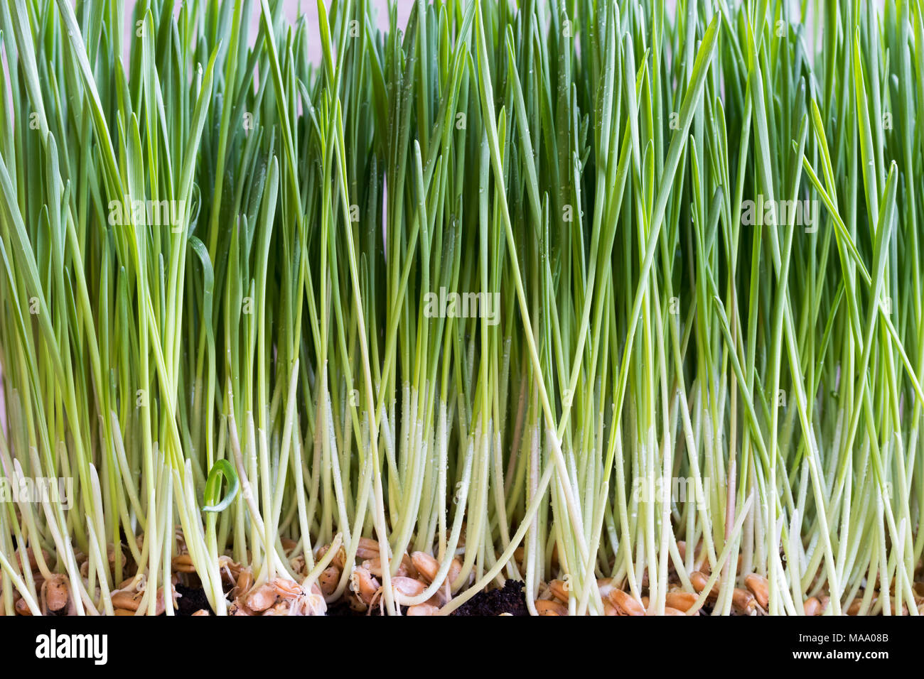 Wheatgrass Körner und junge Blätter im Boden wachsenden Stockfoto