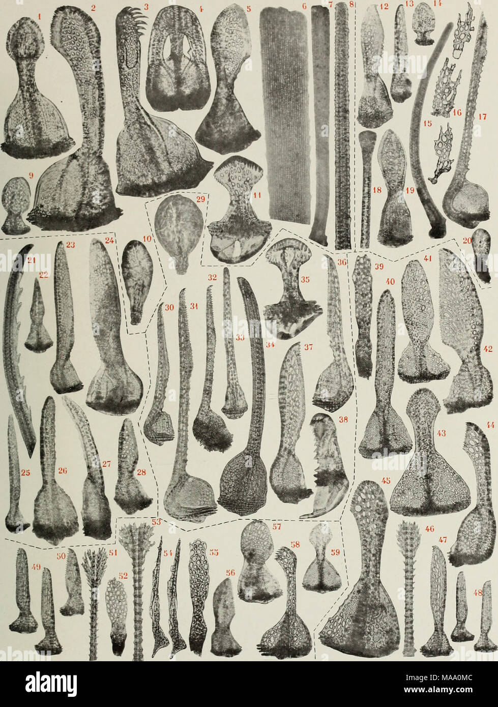 . Echinoderma des Indischen Museum... Von der Königlichen indischen Marine Umfrage Schiff Investigator gesammelt. .. . S&gt; e Lvonnaise de Pliotocliromograviire R. Ktt'liler pliot. 1-11 ARCHEOPNEUSTES HEMIXGI. 12-20 EURYPNEUSTES I) E. i: i) ATUS 21-28 HOMOLAMPAS HASTATA. 29-38 EURYPNEUSTES RUBENS. 39-48 HEMIASTER HICKMANI. 49-59 HEMIASTER VANUS. Stockfoto