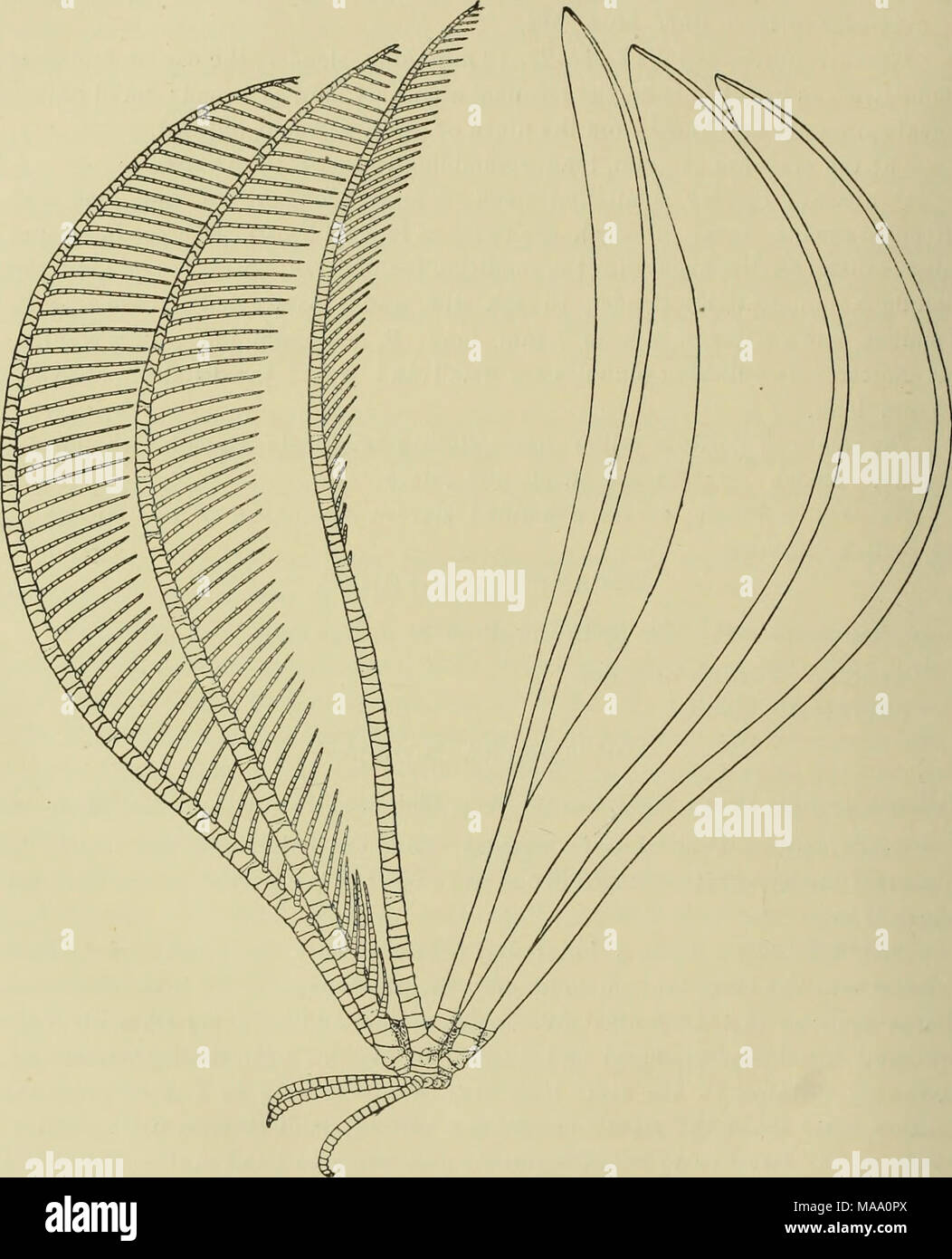 . Echinoderma des Indischen Museum... Von der Königlichen indischen Marine Umfrage Schiff Investigator gesammelt. .. . Schwein. 24.- Decametra Mollis. Laterale Ansicht des Typs. Mit ihnen einen sehr stumpfen Winkel; IBr-Serie und unteren brachials mit einem leicht gerundeten Median carination angezeigt. Zehn Arme 65mm. lang; die ersten zwei brachials ungefähr gleich, Keil - Stockfoto