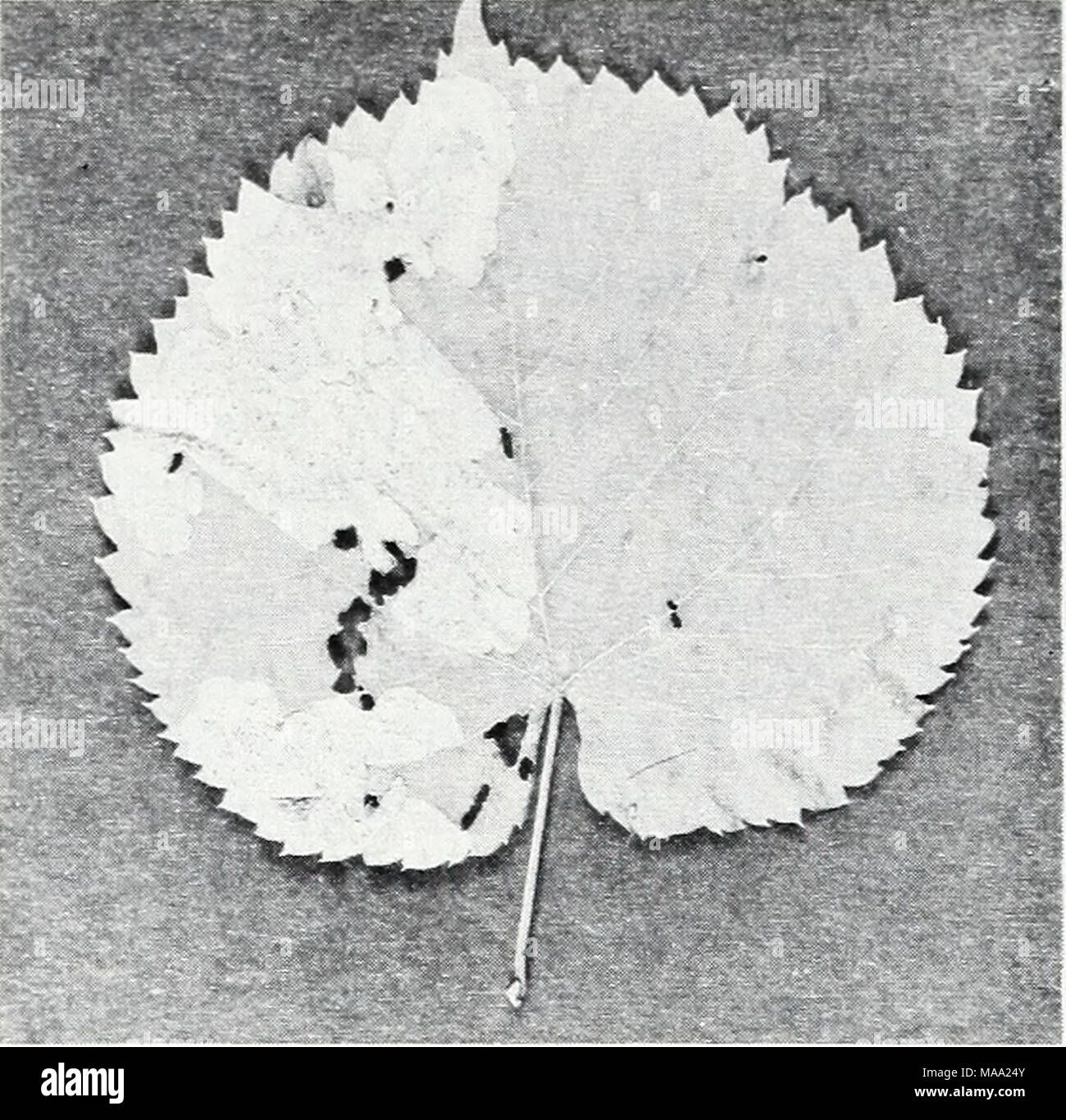 . Östlichen Wald Insekten. F -506746 Abbildung 41.-Blatt von Linde von der Linden leaf Miner abgebaut, Baliosus ruber. bis grünlich-blau, bläulich-schwarzen unter, und etwa 6 mm lang. Ausgewachsene Larven sind dunkelbraun bis fast schwarz, dunkel gelb unter, und ein wenig mehr als die Erwachsenen. In Maine, über-wintering Erwachsene entstehen im frühen Frühjahr und Futtermittel für eine kurze Zeit durch den Verzehr von kleine Löcher in den Blättern, bevor sie ihre Eier auf der Unterseite der Blätter. Die Larven ernähren sich sowohl Blattoberflächen und Reifen werden in ca. 5 Wochen (7'9 U). Im Norden gibt es eine Generation pro Jahr; Stockfoto