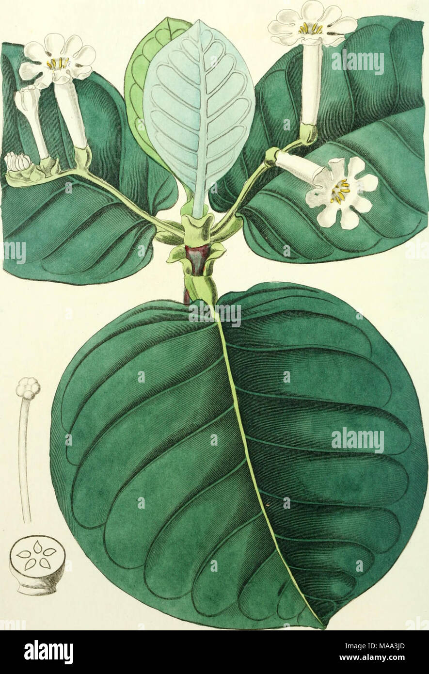 . Edwards' botanische registrieren, oder, ornamentalen Blumen - Garten und Gebüsch. . ^.^ ix^z^^:^ Stockfoto