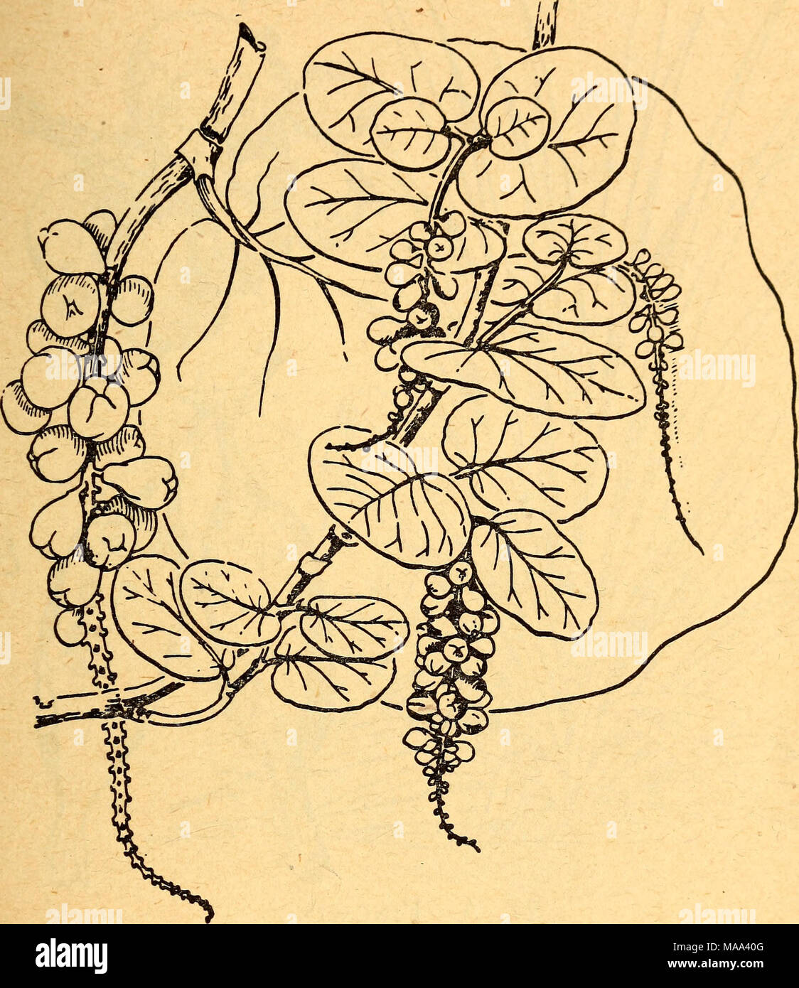. Essbare und giftige Pflanzen der Karibik. 26. Sea Grape Coccoloba uvifera Meer Weintrauben