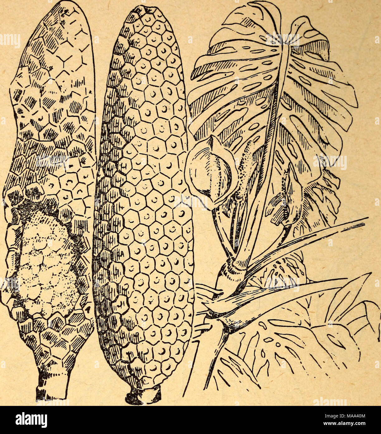 thai constellation monstera Monstera Deliciosa Thai Constellation Mutation *Starlight Pattern* (wk17-UA) main image 0