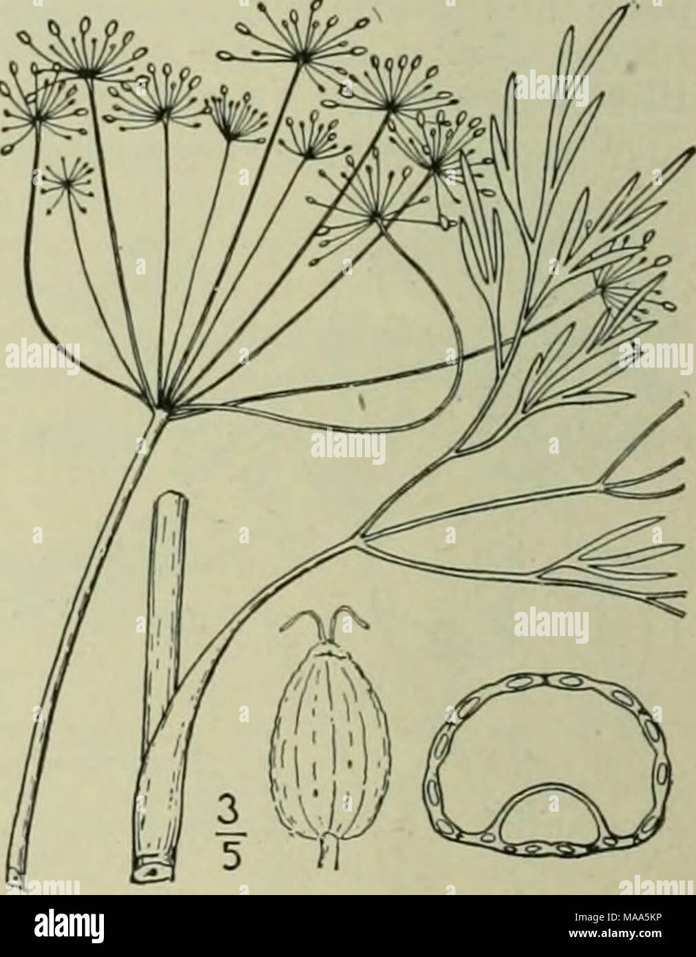 . Eine Illustrierte Flora von der nördlichen USA, Kanada und die britischen Besitzungen: von Neufundland zu den Parallelen der südlichen Grenze von Virginia und vom Atlantik westwärts nach dem 102 Meridian. 45. PIMPINELLA L. Sp. PI. 263. 1753. Kahl, mehrjährige Kräuter, mit gefiederten Blättern und coinpound Dolden von weißen Blumen. Hülle und involucels Keine in unserer Spezies. Kelch - Zähne obsolet. Blütenblätter inflexed an der Spitze. Stylopodium dick, Niedrig, breit kegelförmig. Obst eiförmig, länglich, mit mehr oder weniger Kom-gedrückt. Karpelle dunkel 5-eckig mit schlanken gleich weit entfernten Rippen; Öl-Wanne Stockfoto