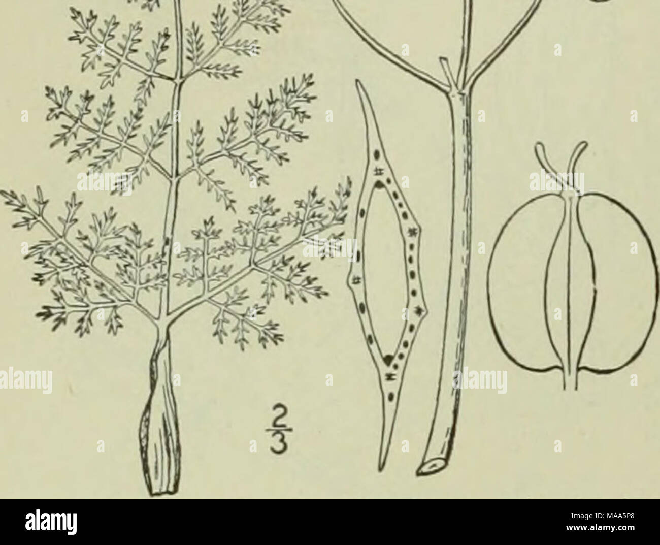 . Eine Illustrierte Flora von der nördlichen USA, Kanada und die britischen Besitzungen: von Neufundland zu den Parallelen der südlichen Grenze von Virginia und vom Atlantik westwärts nach dem 102 Meridian., sondern Prominente; Öl - Röhren ICH - .3 Prärien und Plains. Missouri und Nebraska zu Tex Tomentose-PUBERTIERENDEN oder fast Kahl; Stiel 4-10' hoch, normalerweise mehr als die Blätter. "Wurzeln stout und tief; Blätter sehr fein in kurzen, geradlinigen oder Filiform akute Lappen und Segmente unterteilte, die Primäre Geschäftsbereiche ternate oder Gefiedert; Blattstiele stark Ummantelung an Stockfoto