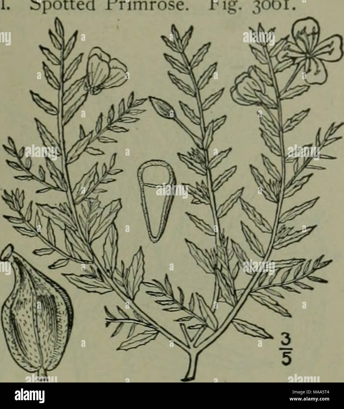 . Eine Illustrierte Flora von der nördlichen USA, Kanada und die britischen Besitzungen: von Neufundland zu den Parallelen der südlichen Grenze von Virginia und vom Atlantik westwärts nach dem 102 Meridian. 15. MEGAPTERIUM Spach, Hist. Veg. 4: 363. 1835. Niedrige mehrjährige Kräuter mit Stout sparsam verzweigte Stängel. Zahlreiche Blätter, Alternative, schmal, ganzen oder leicht gezahnt. Blumen perfekt, wenige, aber große und auffällige, Achsel, Gelb. Kelch-Tube sehr länglich, in Richtung der Kehle geweiteten; Kelch-Segment schmal, die Tipps in der Knospe. Blütenblätter 4, ausbreiten. Staubblätter 8, die alterna Stockfoto