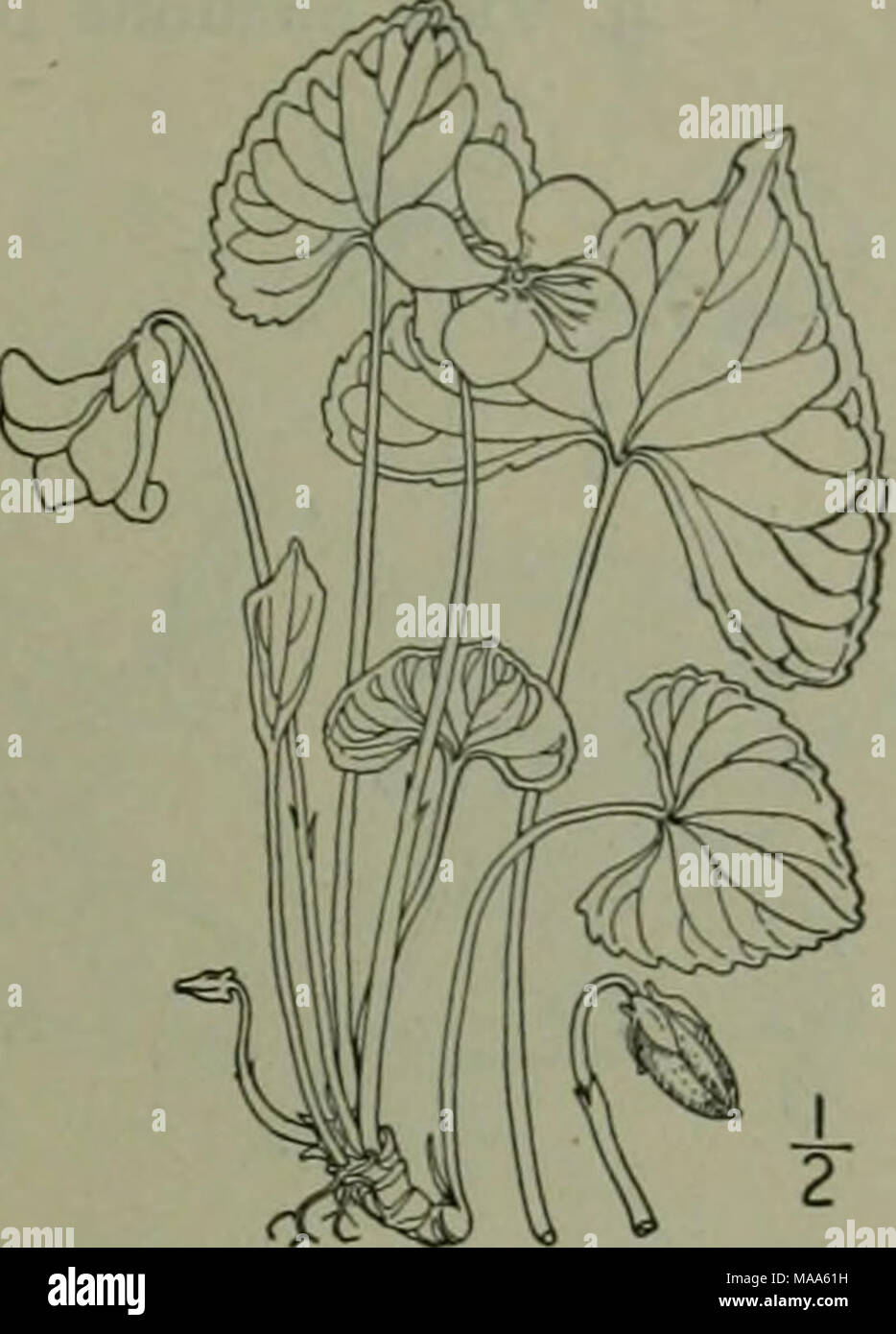 . Eine Illustrierte Flora von der nördlichen USA, Kanada und die britischen Besitzungen: von Neufundland zu den Parallelen der südlichen Grenze von Virginia und vom Atlantik westwärts nach dem 102 Meridian. 7. Viola missouriensis Greene. Missouri Violett. Abb. 2929. Ich "Iola Pittonia missouriensis Greene, 4:141. 1900. Kahl, cespitose, die Stout aufsteigend Wurzelstock oft verzweigen; Blätter in Vernal Blüte 3'-6' hoch, die Blätter eiförmig - Deltamuskel, an der Basis herzförmige, oft mit der konkaven oberen Rand; reife Blätter 6-12' hoch, die Klingen 2 i'-4' breit, so lang wie breit, zugespitzt, Ratte Stockfoto