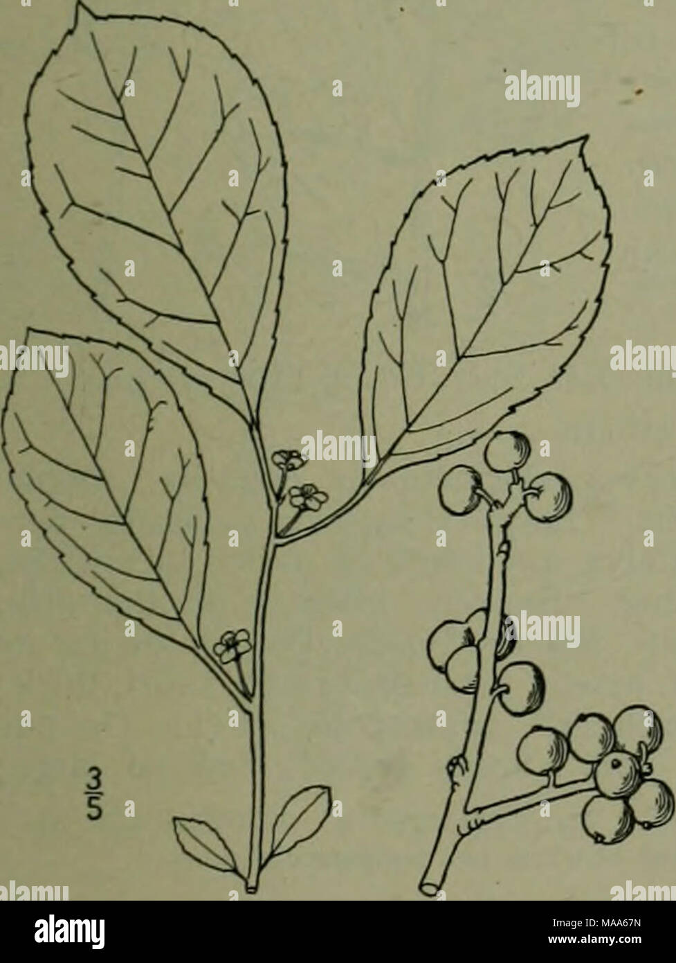 . Eine Illustrierte Flora von der nördlichen USA, Kanada und die britischen Besitzungen: von Neufundland zu den Parallelen der südlichen Grenze von Virginia und vom Atlantik westwärts nach dem 102 Meridian. Stockfoto