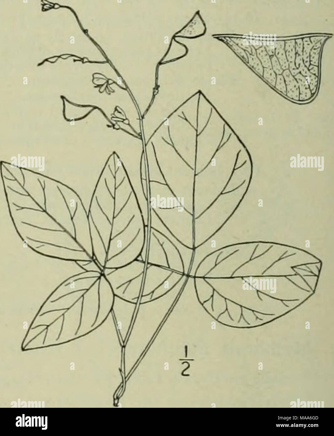 . Eine Illustrierte Flora von der nördlichen USA, Kanada und die britischen Besitzungen: von Neufundland zu den Parallelen der südlichen Grenze von Virginia und vom Atlantik westwärts nach dem 102 Meridian. 4. Meibomia Arenicola ein.. Sand Tick-Kleeblatt. Abb. 2579. Hedysarum liucatum Michx. Fl. Bor. Standort. 2:7 ^- 1803. Nicht L. 1759. Desmodi, DC. Prodr. 2: 330. 1825-Decumbent oder Zerfließend, behaarte oder glabrate, schlank, i° -2° lang. Nebenblätter subulate, hartnäckig; Blattstiele über 4' lang; Merkblätter Eiförmig-Orbicular, J'-l'Lange, kahl oder fast so, coriaceous, mit Holzstrahlen netzartiges Muster bildend (reticulate Geäderten; rac Stockfoto