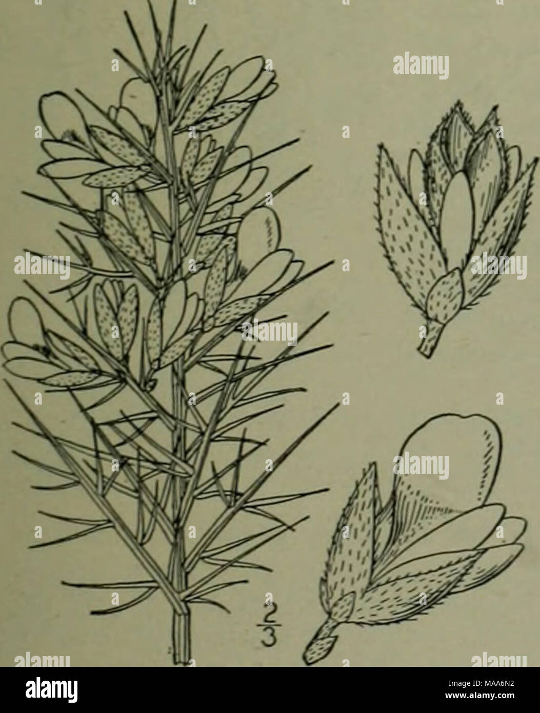 . Eine Illustrierte Flora von der nördlichen USA, Kanada und die britischen Besitzungen: von Neufundland zu den Parallelen der südlichen Grenze von Virginia und vom Atlantik westwärts nach dem 102 Meridian. Ulex europaeus L. Furze. Ginster. Wh Tliorn Prictcly oder Besen. Abb. 2465. Ulex europaeus L. Sp. PI. 741 r53. Viel verzweigter, buschiger. 2°-6° hoch, mehr oder weniger Pubertierende. Branchlets sehr grünen, gespitzt, mit Stacheln; Blätter stachelig, 2 "-7" lange, oder der niedrigsten manchmal lanzettlich und foliaceous; Blumen auf Zweige der vorhergehenden Saison getragen, alleine in den Achseln, 6" - Stockfoto