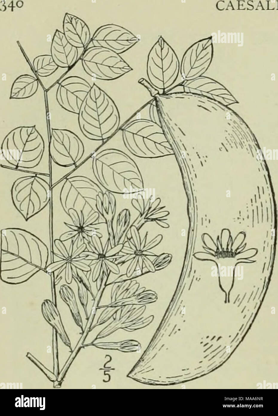 . Eine Illustrierte Flora von der nördlichen USA, Kanada und die britischen Besitzungen: von Neufundland zu den Parallelen der südlichen Grenze von Virginia und vom Atlantik westwärts nach dem 102 Meridian. I. G5 nnnocladus Dioica (L.) Koch. Ken-tucky Kaffee-tree. Abb. 2447. L. Sp. PI. 381. 1753 - ladensis Lam. Encycl. GuUandina, Gymitocladit. 783. Gymnocladus dioicus Koch, Dendrol. i: 5. 1869. Einen großen Wald Baum, mit groben Rinde, maxi-mum Höhe ca. 100°, und Stammdurchmesser von 3°. Blätter groß, bipinnate petioled; Außenohren, 5-9, Ungerade oder gleichmäßig Gefiedert; Merkblätter 7-15 (oder die Stockfoto