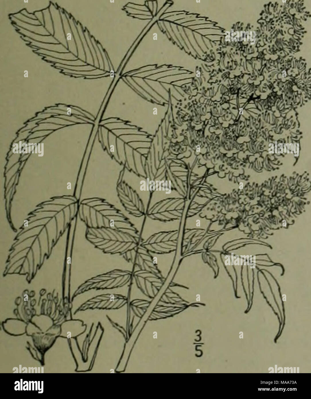 . Eine Illustrierte Flora von der nördlichen USA, Kanada und die britischen Besitzungen: von Neufundland zu den Parallelen der südlichen Grenze von Virginia und vom Atlantik westwärts nach dem 102 Meridian. Schizonotus sorbifoli Ed. 2, 2: 531. 1841. Sorbaria sorbifolia A. Braun:.^ schers. FI. Stiele 6° hoch, oder weniger, wenig verzweigt. Blatt - Ermöglicht die 13-21, lanzettlich, zugespitzt, fein doppelt gesägt, kahl oder mehr oder weniger stellate - puberulent; Rispe oft 1° langen, dicht sehr viele Blüten; Kelch - Lappen eiförmig; Blütenblätter weiß, verkehrt eiförmig, über i 3" lang; Filamente etwa doppelt Stockfoto