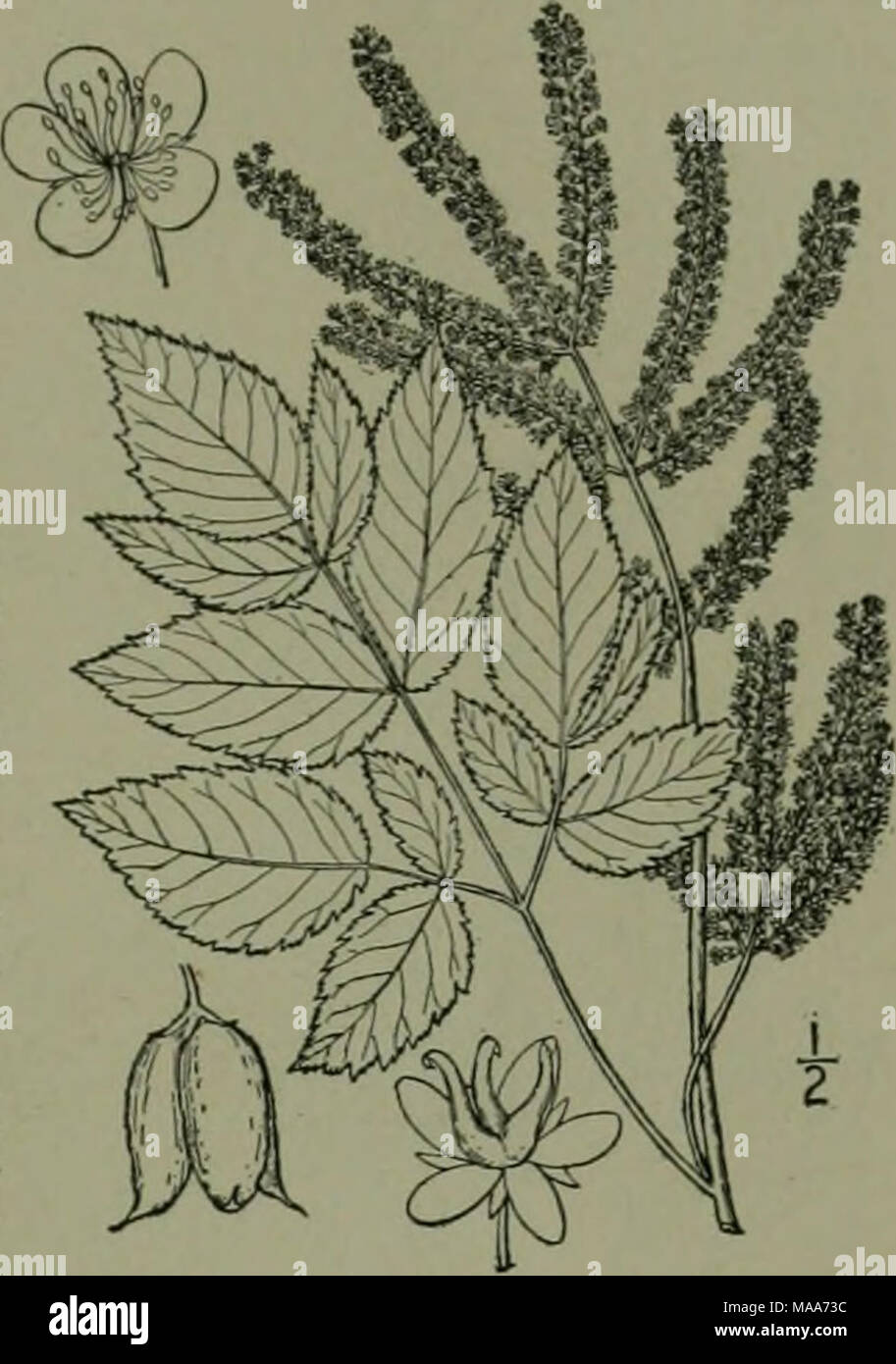. Eine Illustrierte Flora von der nördlichen USA, Kanada und die britischen Besitzungen: von Neufundland zu den Parallelen der südlichen Grenze von Virginia und vom Atlantik westwärts nach dem 102 Meridian. 4. SCHIZONOTUS Lindl. Introd. Xat. Syst. 81. 1830. Sträucher, mit odd-gefiederten Blättern, die große Nebenblätter auffällig. Blumen perfekt, in Terminal Rispen. Kelch-tube hemisphärischen, seine 5 Lappen imbricated, frühe zurückgebogen. Blütenblätter 5, Imbricated. Staubblätter zahlreich, auf dem Rand der Platte getragen. Blütenstempel meist S, gegenüber der Kelch - Lappen, connate unten; Stile terminal oder Fast Stockfoto
