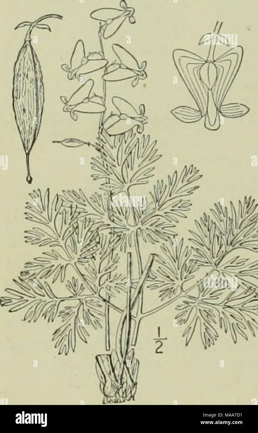 . Eine Illustrierte Flora von der nördlichen USA, Kanada und die britischen Besitzungen: von Neufundland zu den Parallelen der südlichen Grenze von Virginia und vom Atlantik westwärts nach dem 102 Meridian. - ^^2. Bicuculla canadensis (Goldie) Millsp. Eichhörnchen oder Türkei Mais. Abb. 1986. Corydalis canadensis Goldie, Edinb. Phil. Journ. 6: 329. 1822 Diclytra canadensis DC. Prodr. i: 126. 1824. Campanula pyramidalis canadensis Walp. Rep. i: 118. 1842. B, Folkestone Millsp. Bull. West Virginia. Landw. Exp. Sta. 2: 327. 1892. Kahl, der Wurzelstock Lager zahlreiche kleine Knollen lässt alle basalen und n Stockfoto