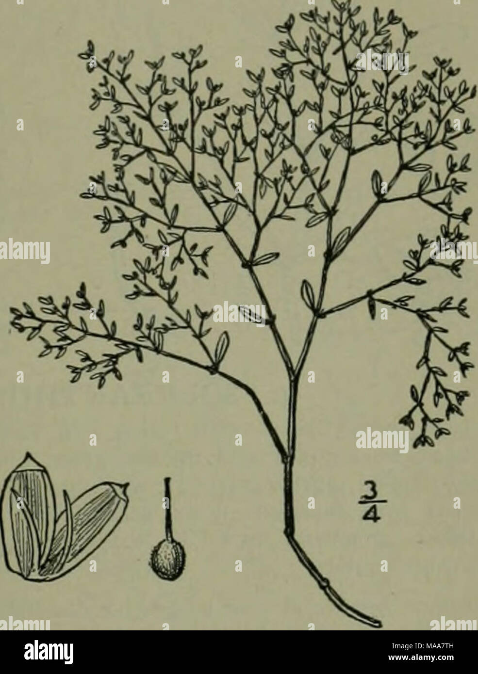 . Eine Illustrierte Flora von der nördlichen USA, Kanada und die britischen Besitzungen: von Neufundland zu den Parallelen der südlichen Grenze von Virginia und vom Atlantik westwärts nach dem 102 Meridian. 3. ANYCHIA^ lichx. Fl. Bor. Bin ich: 112. 1803. Jährliche Kräuter, mit Mehrfach forking stammt, elliptisch-oval oder oblanceolate gegenüber meist Keratitis sehr kurz - petioled Blätter, kleine scarious Nebenblätter und Minute grün apetal-ous Blumen. Kelch 5-parted, seiner Segmente länglich, konkav, nicht awned. Staubblätter 2-5, auf der Unterseite des Kelchs eingefügt; Filamente fihform. Staminodien wanti Stockfoto