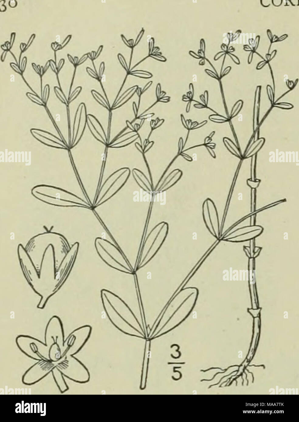 . Eine Illustrierte Flora von der nördlichen USA, Kanada und die britischen Besitzungen: von Neufundland zu den Parallelen der südlichen Grenze von Virginia und vom Atlantik westwärts nach dem 102 Meridian. Etwa 10 Arten, von weiten geografischen Verteilung in der Alten Welt, die folgende eingebürgerte aus Europa als Unkraut. Art: scleranthus Scleranthus annuus annutis L.I.L. Knawel. Deutsche Knotgrass. Abb. 1725. Scleranthus annuus L. Sp. PI. 406. 1753. Viel von langen und ziemlich harten Wurzeln verzweigte, den Zweigen nieder oder Verbreitung, 3-5" Lang, herber - puberulent oder Stockfoto