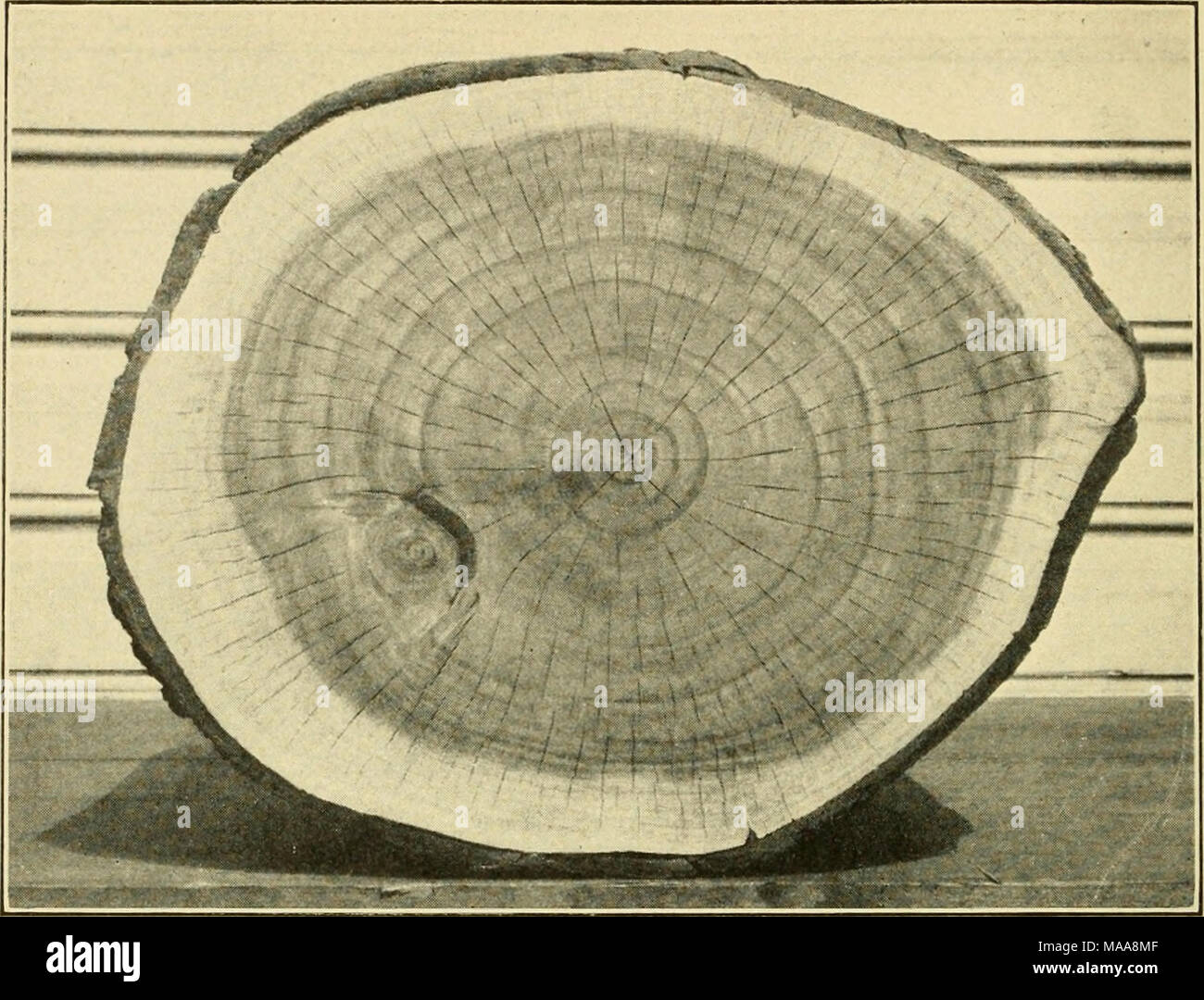 . Eine wirtschaftliche Untersuchung der akazien. Abb. 1. Querschnitt