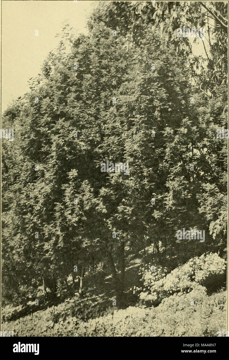 . Eine wirtschaftliche Untersuchung der akazien. ^^:^: ^j: ^2^^ fsmi iv: 'f-^f('fj^^''' â â".. iM^eine Plantage von Acacia decurrens Mollis im Golden Gate Park, San Francisco. Stockfoto