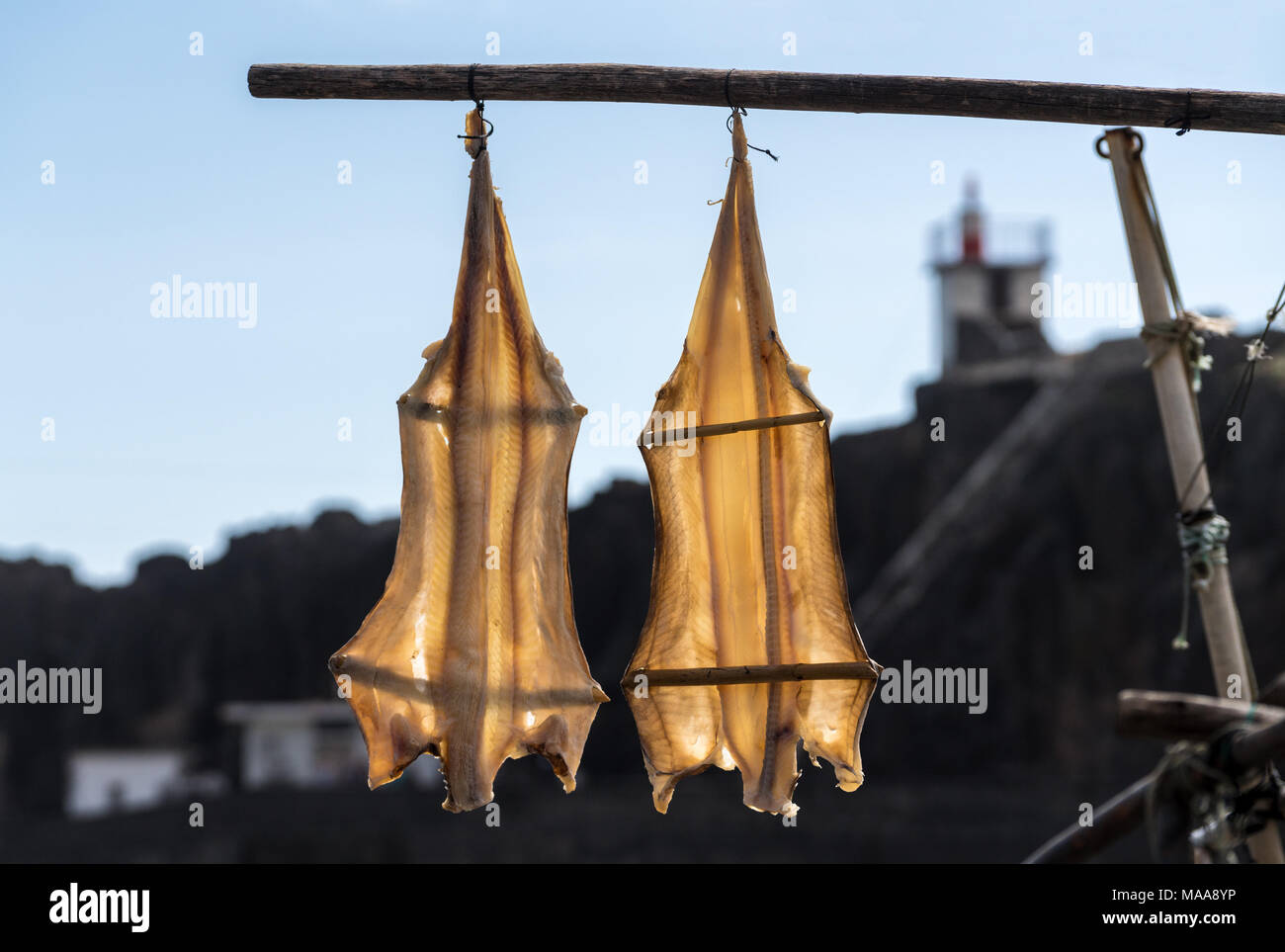 Cat Fisch oder Kabeljau Trocknung in Camara de Lobos, Madiera Stockfoto