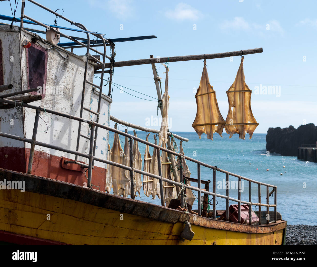 Cat Fisch oder Kabeljau Trocknung in Camara de Lobos, Madiera Stockfoto