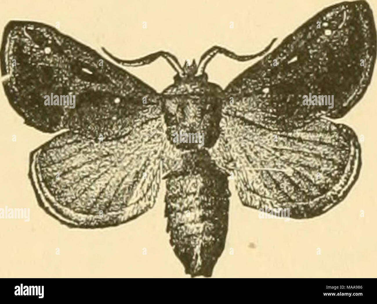 . Ökonomische Entomologie für den Landwirt und Winzer. Der Sattel - zurück Caterpillar und die Motte, Emprclia stimulca. dicht bekleidet mit Schuppen, Haare, der Kopf stark reduziert, und die Zunge zu wünschen. Diese, durch die Auf Wiedersehen, ist ein ziemlich allgemeiner Charakter in der Art, und die so genannte "Spinners", weil die meisten der Raupen machen eine mehr oder weniger komplette Cocoon aus Seide. Die Limacodids sind selten, und nur eine Art, Empretia stiuiulea, hat in der Raupe Staat geworden. Dies ist ein sehr neugierig, Slug - wie Larven, etwas abgeflacht und ob Stockfoto