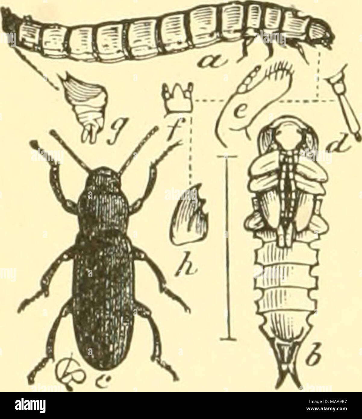 . Ökonomische Entomologie für den Landwirt und Winzer. Die Mahlzeit - Wurm, Tenebrio Molitor.-a, Larve, Puppe; b; c; d Xo k, baulichen Details. Stockfoto
