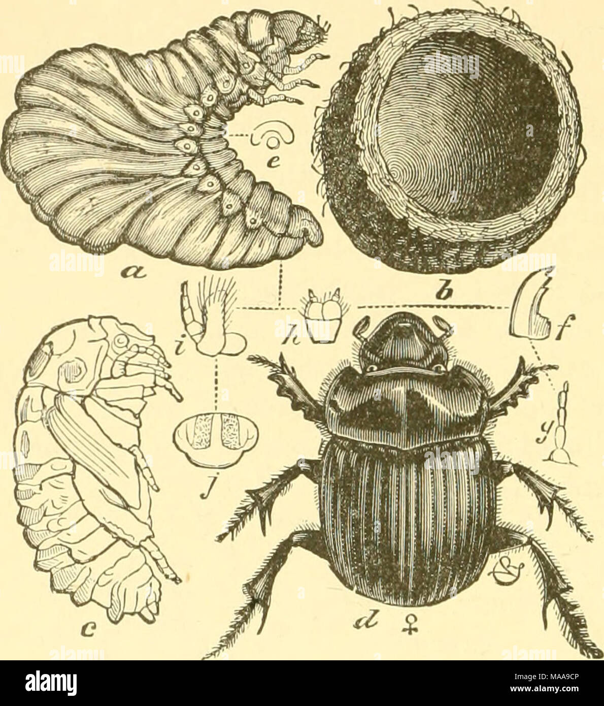 . Ökonomische Entomologie für den Landwirt und Winzer. Ein "Tumble-bug", copris Carolina.-a, larv-a; Zelle, in der er lebte; c, Puppe; d, weibliche Käfer baulichen Details. Abb. b, e bis i. Stockfoto