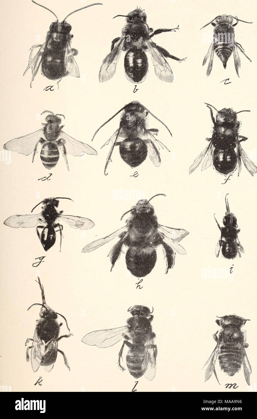 . Ökonomische Entomologie für den Landwirt. . Eine Platte der Bienen.-a, Melissodes bimaculatus; b, Andrena vicina; c, Coelioxys 8-dentata: d, Halictus ligatus; e, Synhalomia atriventris; f, Osmia rustikal a; g, Andrena erigenicE; h, Melis-sodes Nigripes; i Megachile mendica; k, Xenoglossa prunina; I, Tachytes niandibularis; m, Megachile latimanus. Alle eher mehr als zweimal in natürlicher Größe. Stockfoto