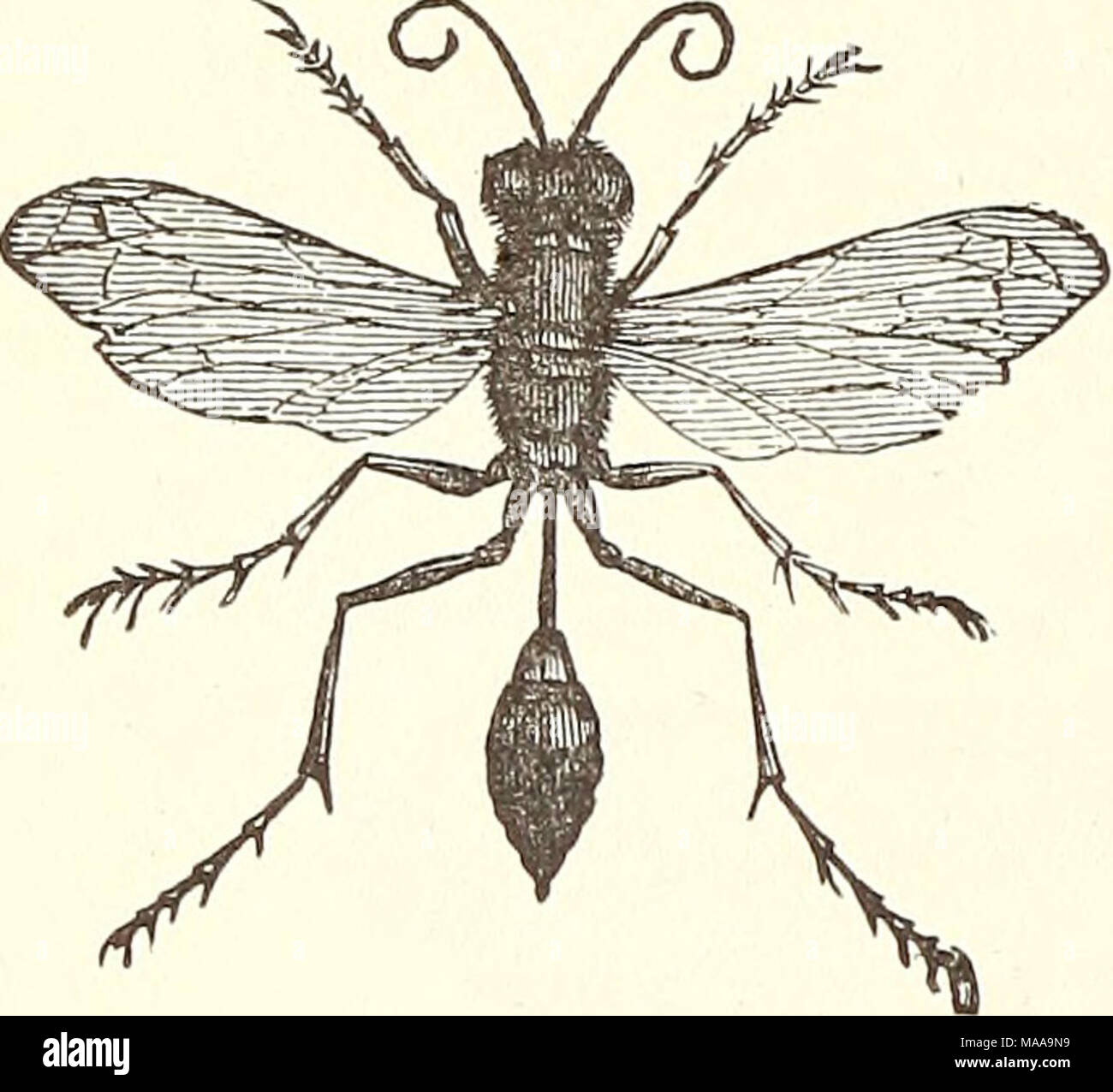 . Ökonomische Entomologie für den Landwirt. . Verbunden mit dem Thorax durch einen langen Stiel oder fruchtstiels. Diese gehören zur Familie Sphecidcs, von denen die meisten ihre Nester u-Build und Bereitstellung mit Spinnen, Raupen oder anderen Larven. Andere, als "Schlamm - daubers, "Arten von Pelopoeus, Gips Nester gegen Heraus-Häuser, in allen möglichen Ecken und unter allen möglichen Bild bekannt. 456. Unterständen. Sie sind manchmal einzeln gebaut, aber in der Regel in Gruppen, und kann entweder aus einer unförmigen Masse von Schlamm, oder kann regelmäßig organisiert werden, oft mit gerippten Seiten. Die inse Stockfoto