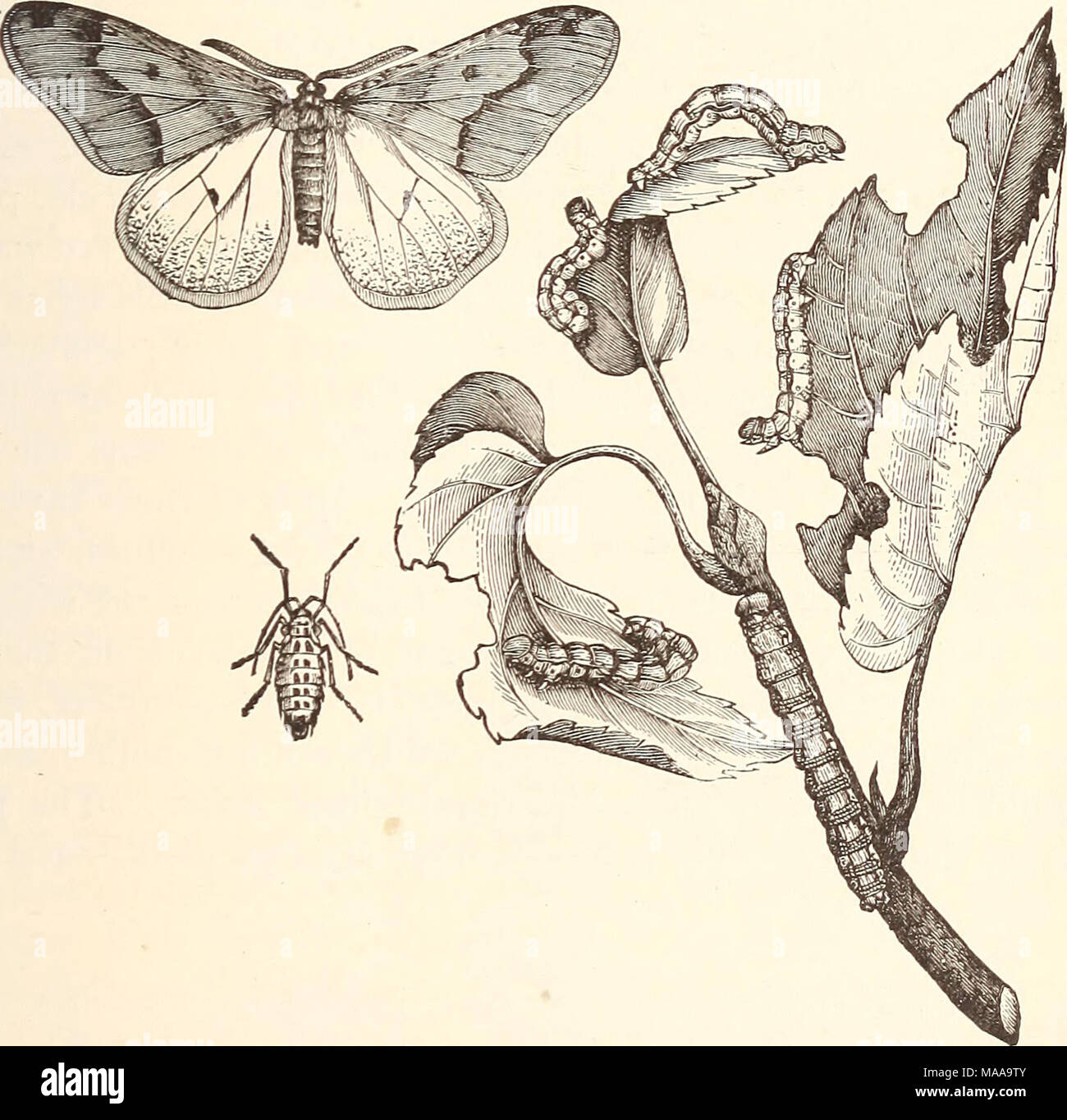 . Ökonomische Entomologie für den Landwirt. . Die Lime Tree motte Hybernia tiliaria.- Larve alle Größen; geflügelte Männchen und flügellosen Weibchen. Anlage selbst ich gut als Cymatophora pampinaria war übermäßig reiche auf bestimmten Moosbeeresümpfe auf Cape Cod erinnern. Ich sah die Räume, Entlaubt hatte und sah den Rand der Räume unberührt, aber, wie ich aussehen würde, könnte ich nicht zuerst die Raupen. Es war erst ein wenig Rauch über den Rand des angegriffenen Teil, dass Larven beobachtet wurden gestartet wurde, und dann schien es, als ob alle kleinen Zweigen und Ästen leben in gewonnen Stockfoto