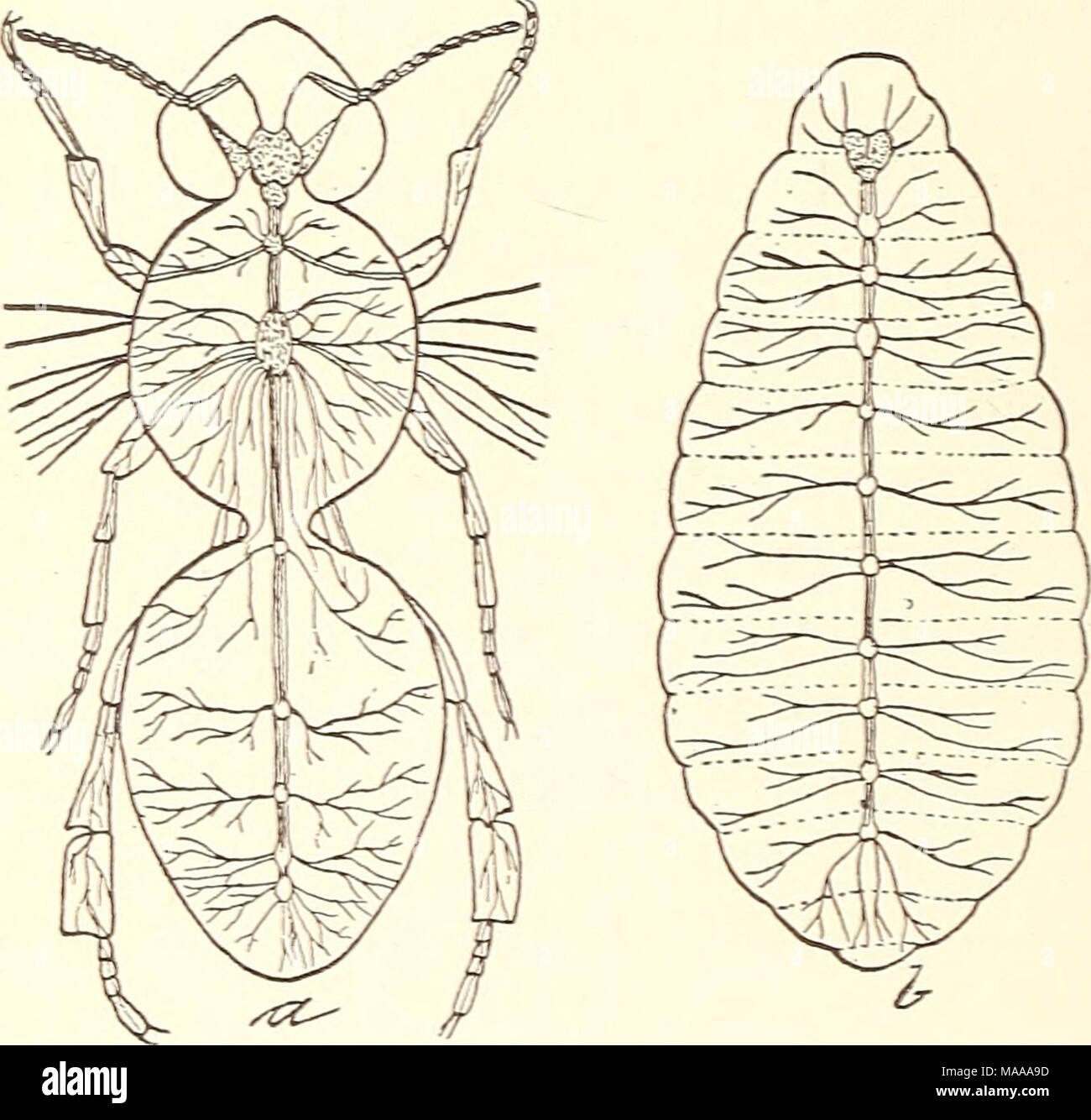 . Ökonomische Entomologie für den Landwirt. . Nervensystem der Honigbiene in c und in deren Larven bei b. Abb. 21. System wird in der Regel in - nervated durch eine spe-zielle Ganglienzellen, und hat seine eigene. teilweise unterschiedliche System. In den höheren Insekten die thorakalen Ganglienzellen ist das Wichtigste im Körper für das Leben der Insekten, und wenn dieser Schnitt oder zerstört werden das Insekt stirbt auf einmal. Kann jede andere Ganglion ohne pro-risikoverringerung sofortige Tod reduziert werden, und das Gehirn, die mit diesem Begriff für die gangHon con- Stockfoto